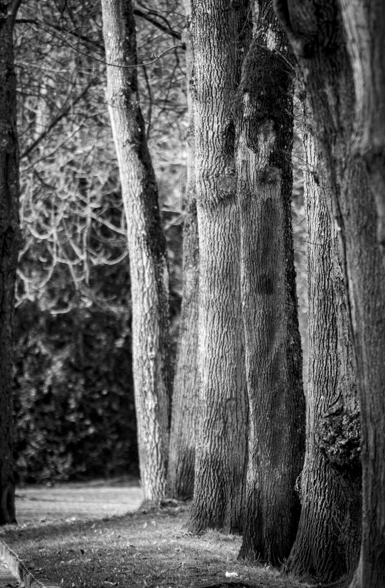 Canon EOS 750D (EOS Rebel T6i / EOS Kiss X8i) sample photo. B&w photography