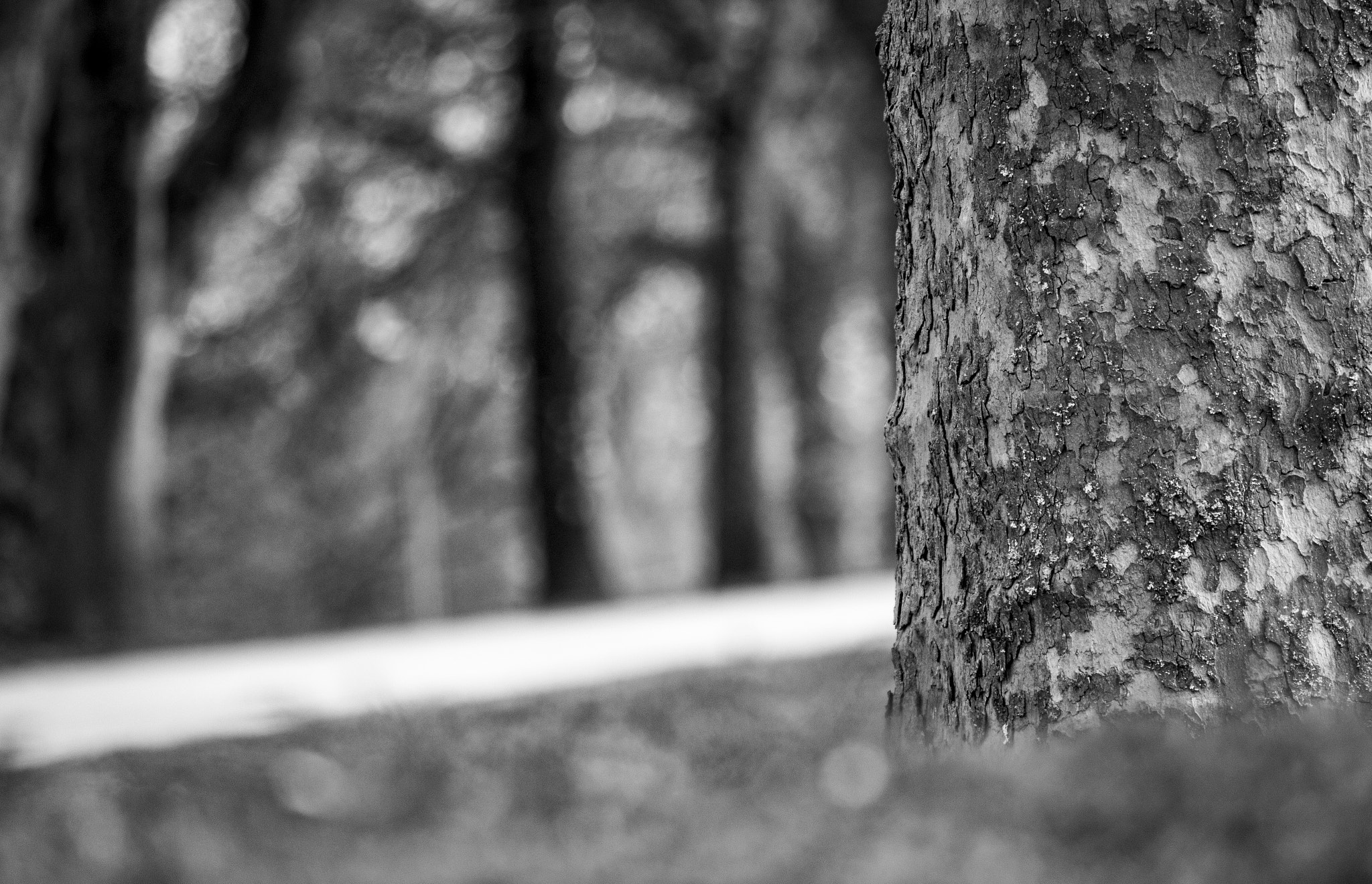 Canon EOS 750D (EOS Rebel T6i / EOS Kiss X8i) sample photo. B&w photography