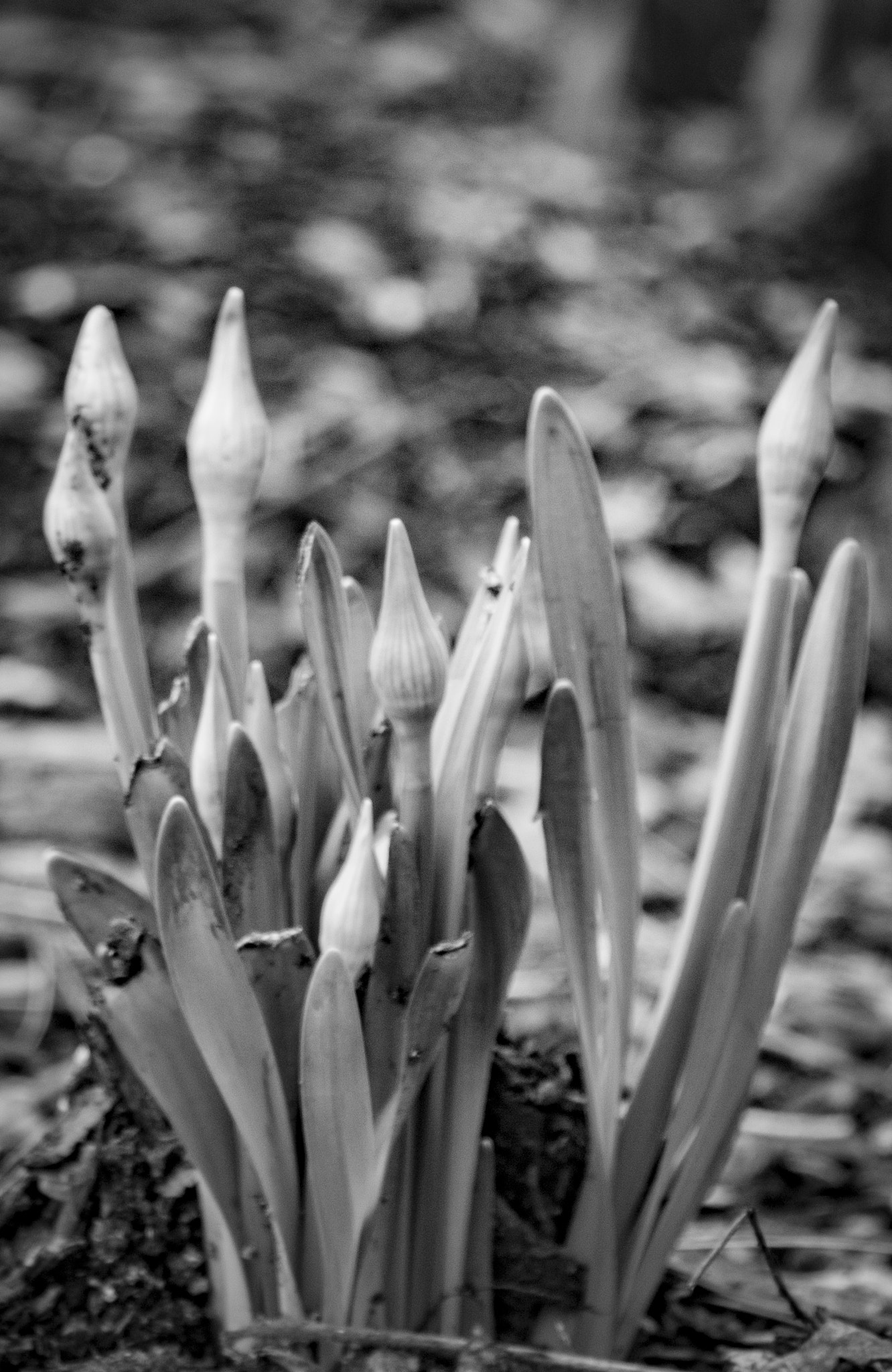 Canon EOS 750D (EOS Rebel T6i / EOS Kiss X8i) sample photo. B&w photography