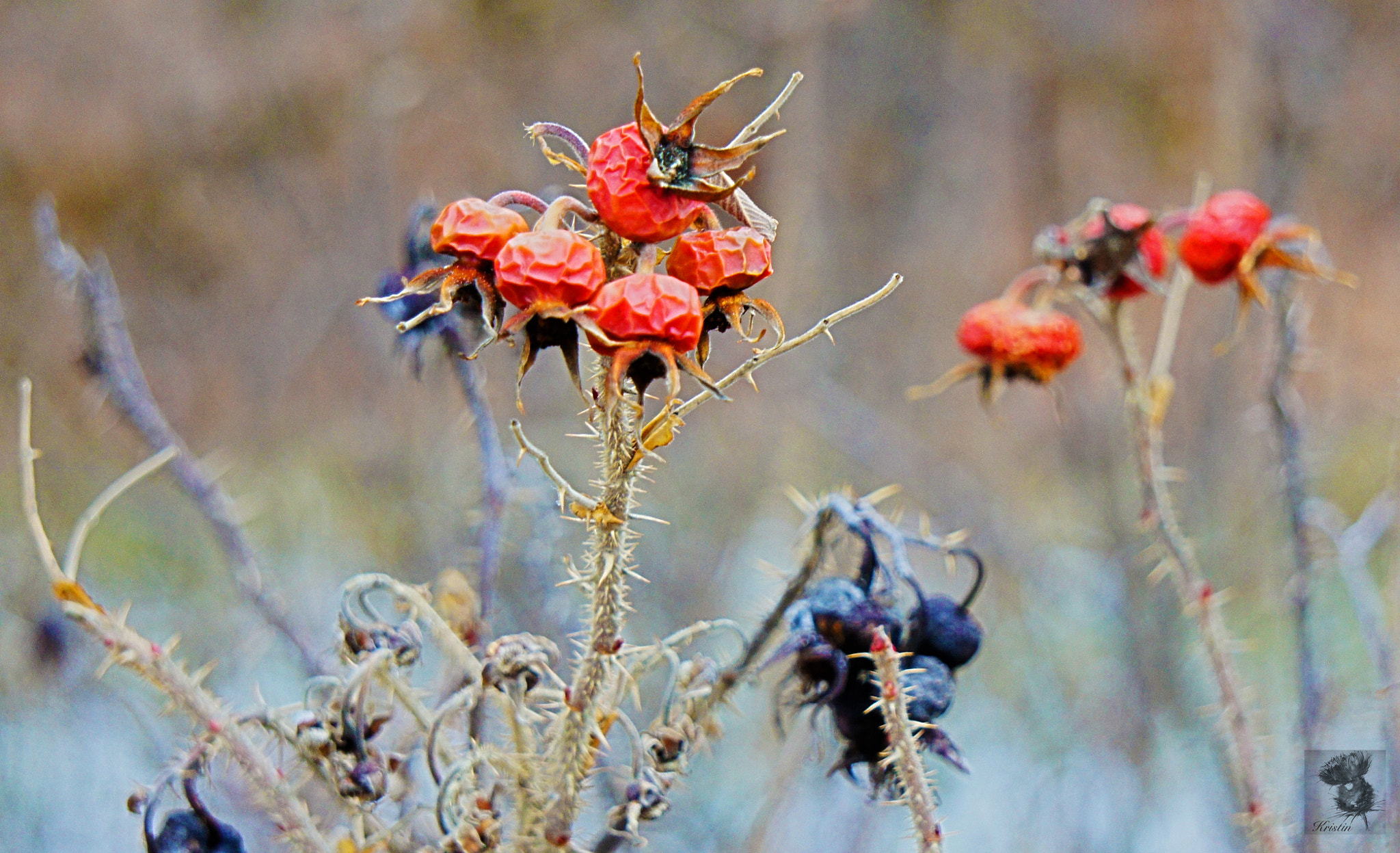 Sony E 55-210mm F4.5-6.3 OSS sample photo. Winter rose hips photography