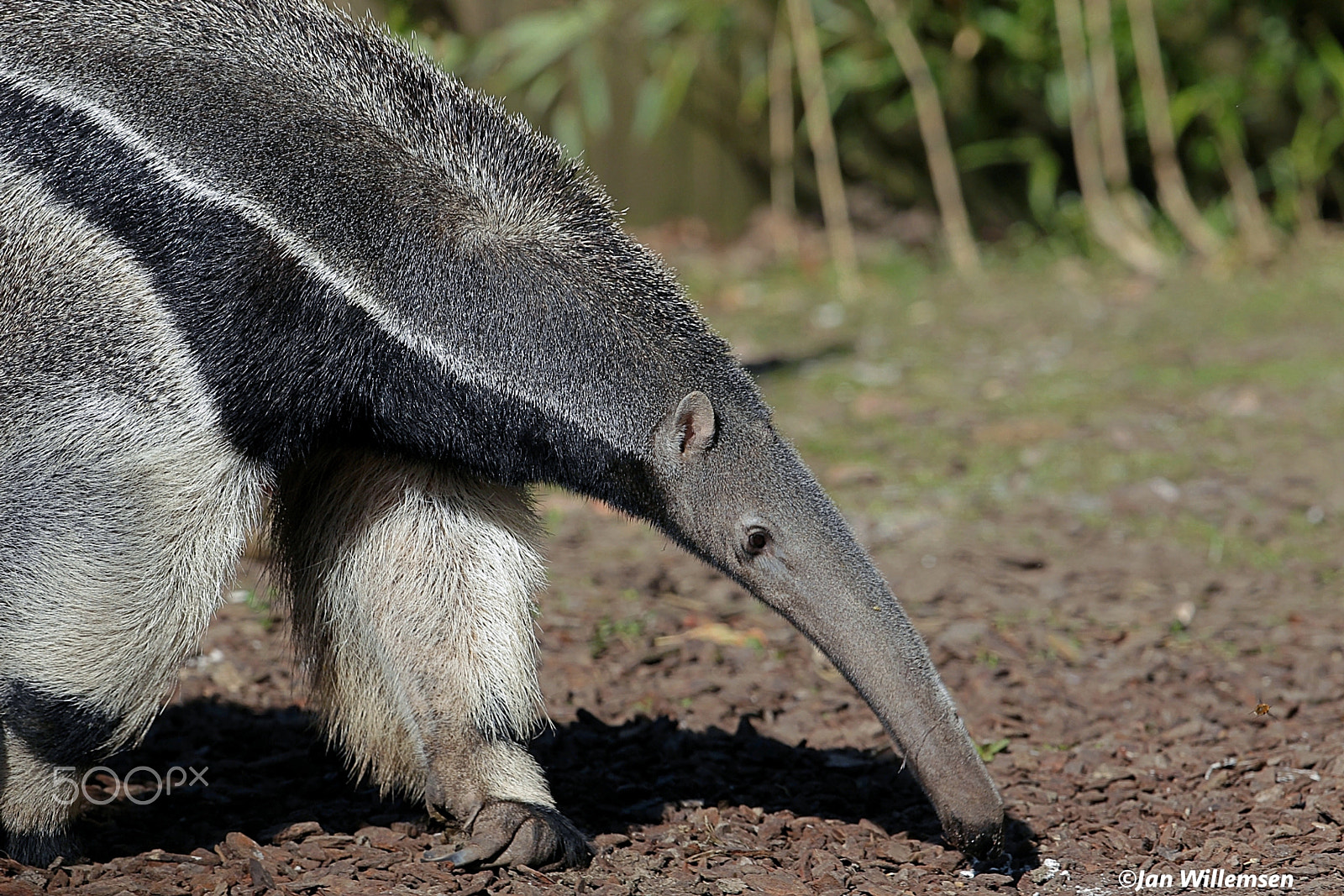 Canon EOS-1D Mark IV + Canon EF 300mm F2.8L IS II USM sample photo. Giant anteater photography