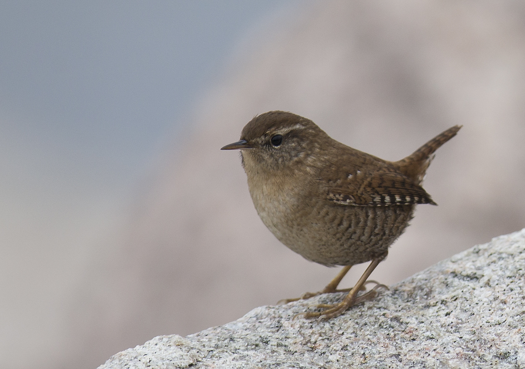 Canon EF 400mm F2.8L IS II USM sample photo. Wren photography