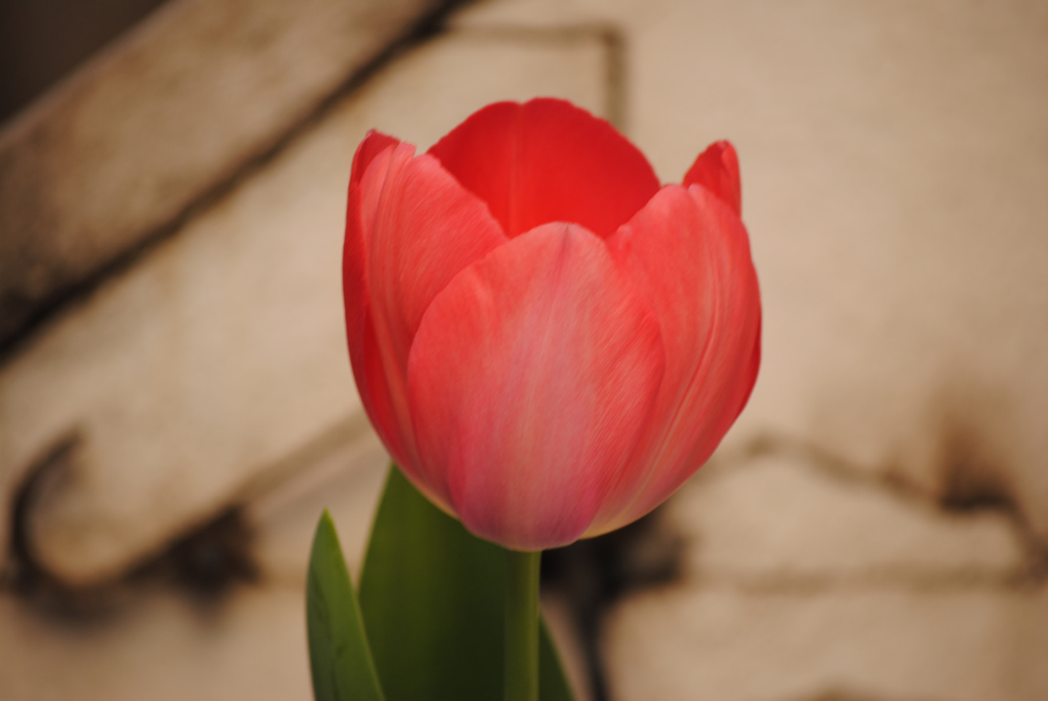 Nikon D3000 sample photo. Homework 135 mm photography