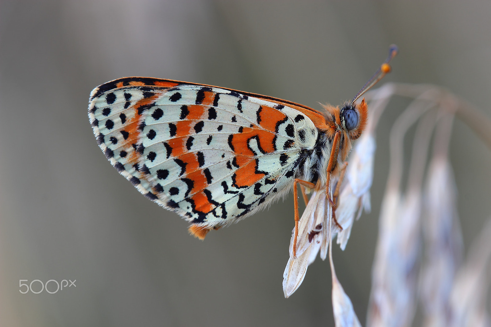 Canon EF 100mm F2.8 Macro USM sample photo. Butterfly photography