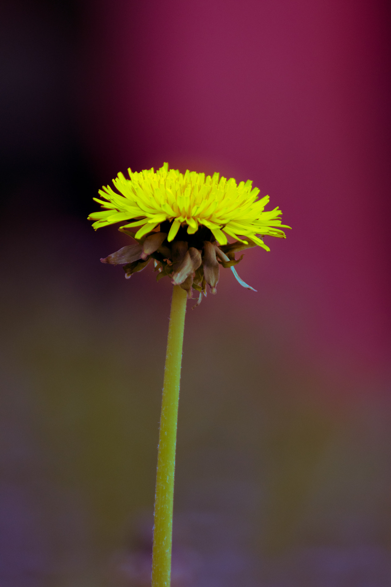 Nikon D7200 sample photo. Dandelion flower photography