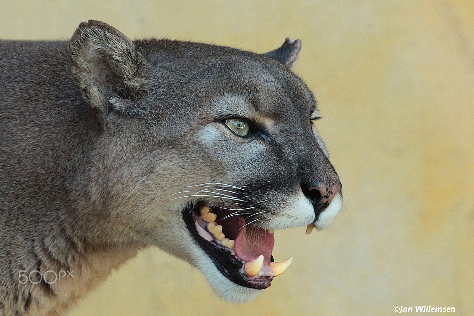 Canon EF 300mm F2.8L IS II USM sample photo. Cougar photography