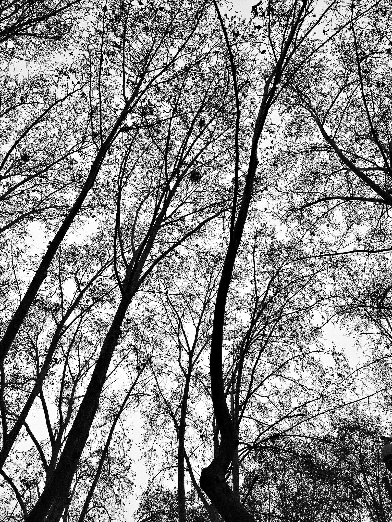 Hipstamatic 333 sample photo. Trees ,no.13 photography