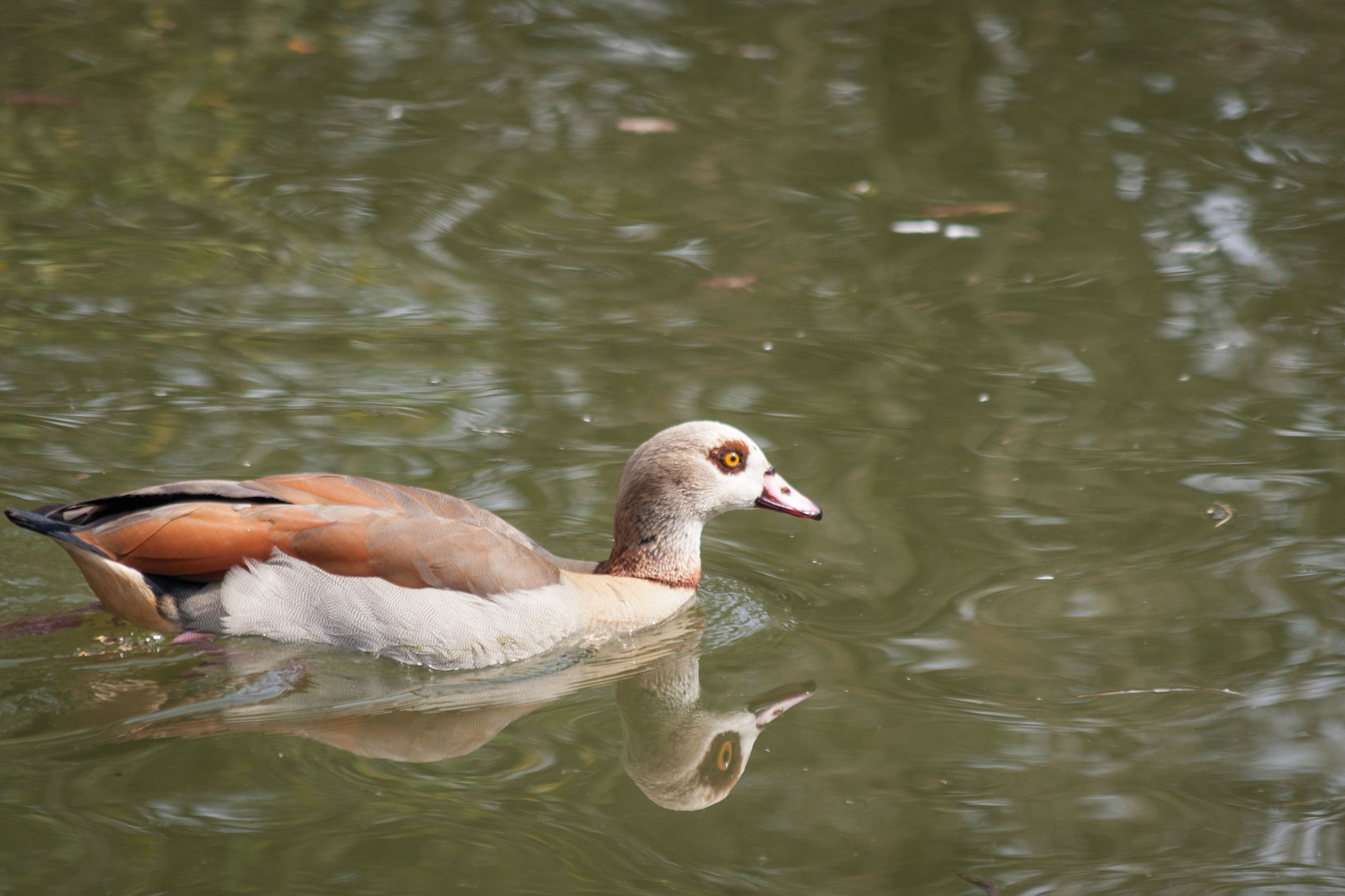 Canon EOS-1D Mark III + Canon EF 70-300mm F4-5.6 IS USM sample photo. Egyptian goose photography