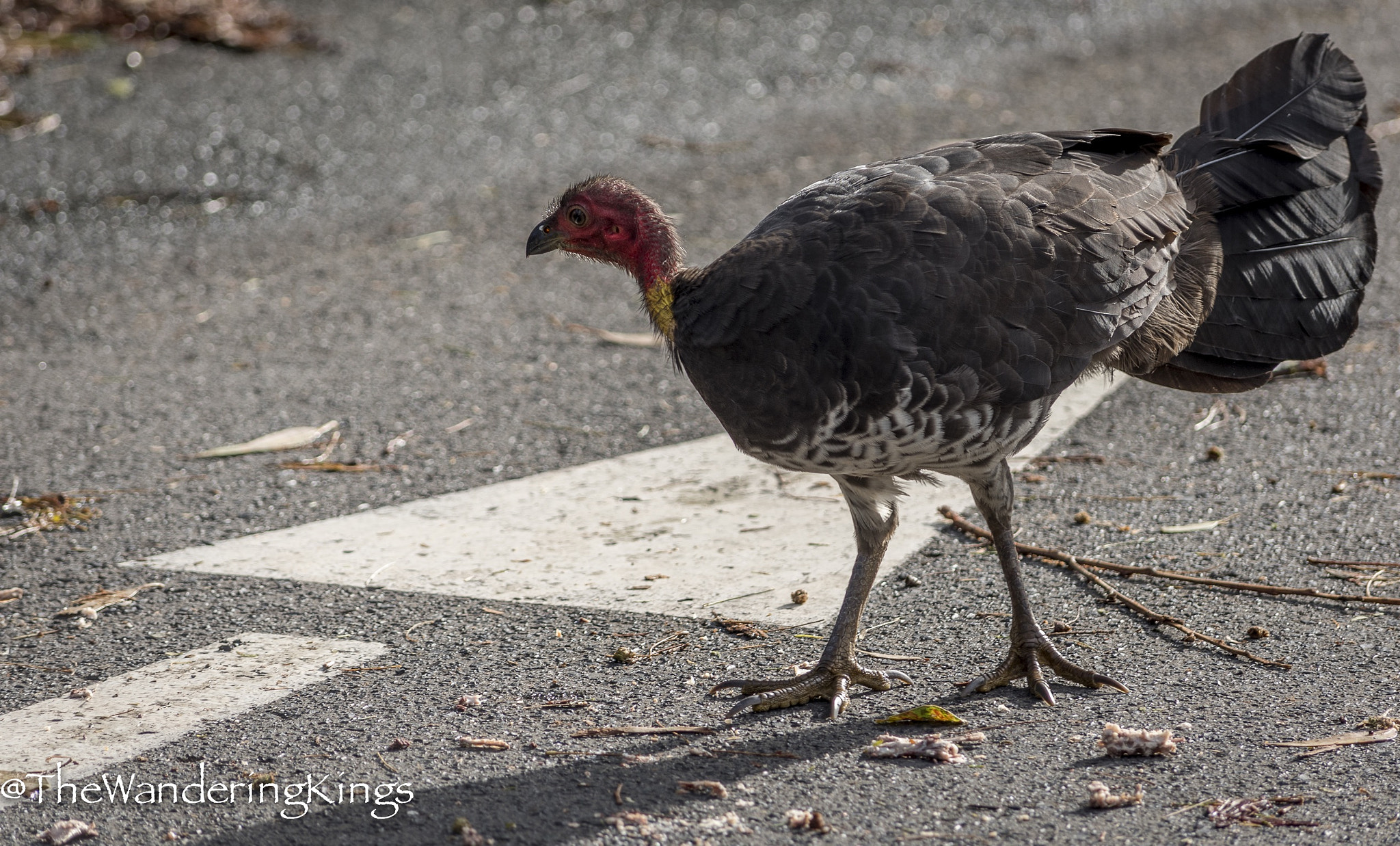 Nikon D810 sample photo. Bush turkey photography