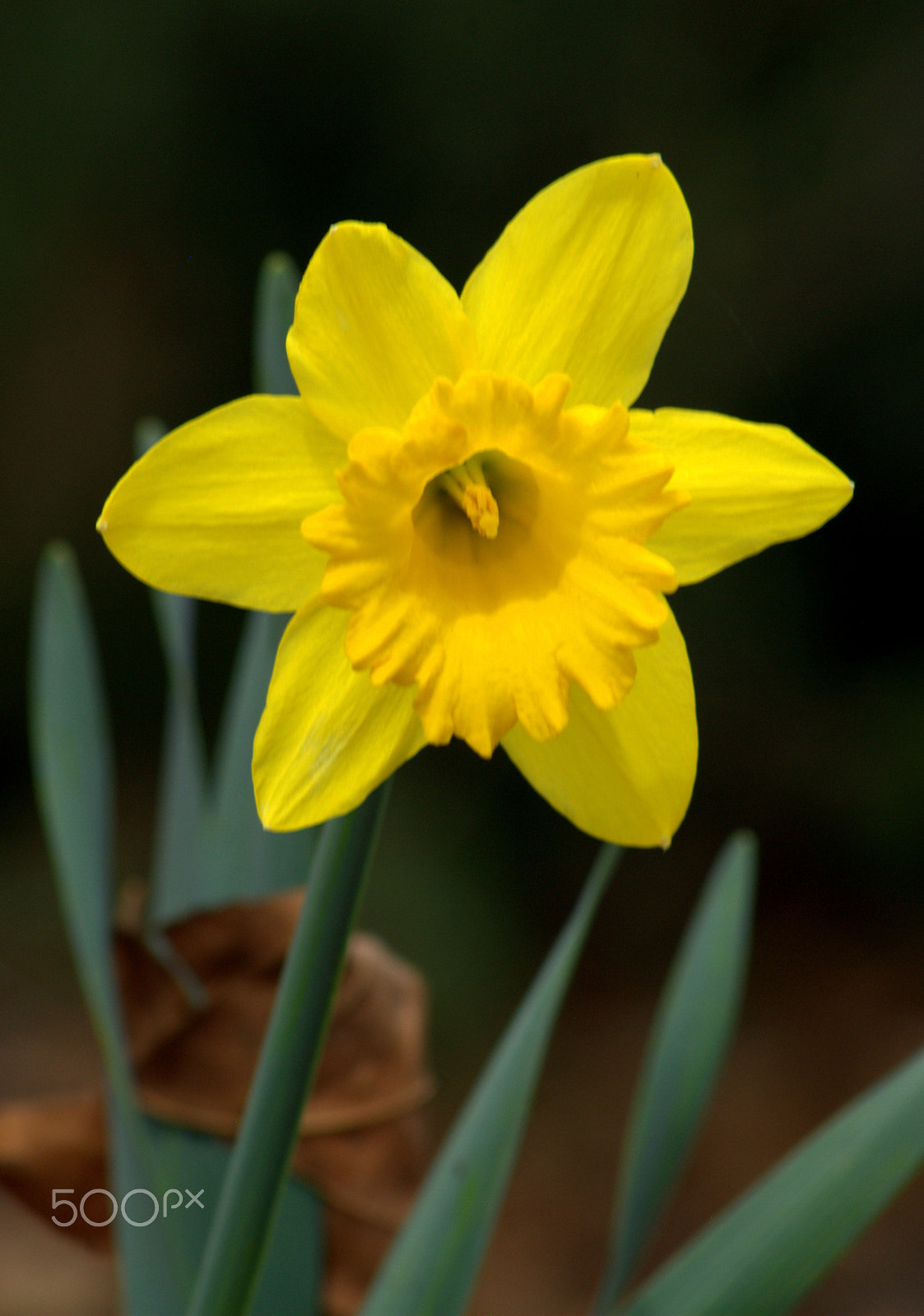 Nikon D3000 sample photo. Daffodil photography