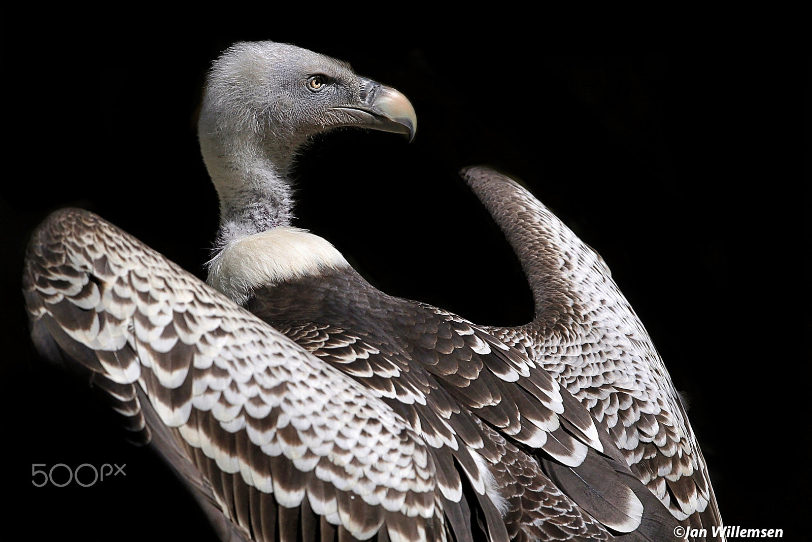 Canon EOS-1D Mark IV + Canon EF 300mm F2.8L IS II USM sample photo. Rüppell's vulture photography