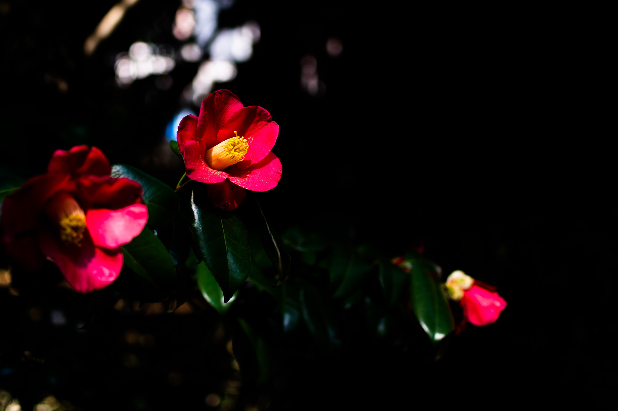Pentax smc DA 35mm F2.8 Macro Limited sample photo. Admiration photography