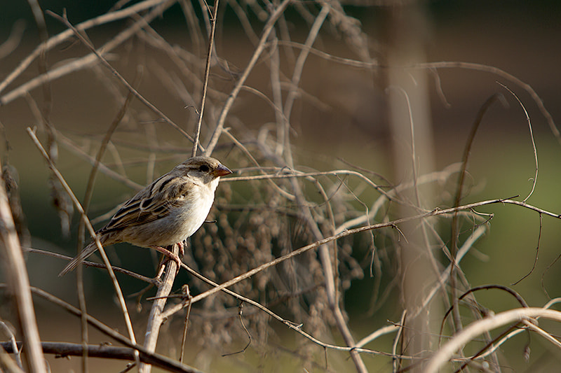 Canon EOS 7D sample photo. World sparrow day photography