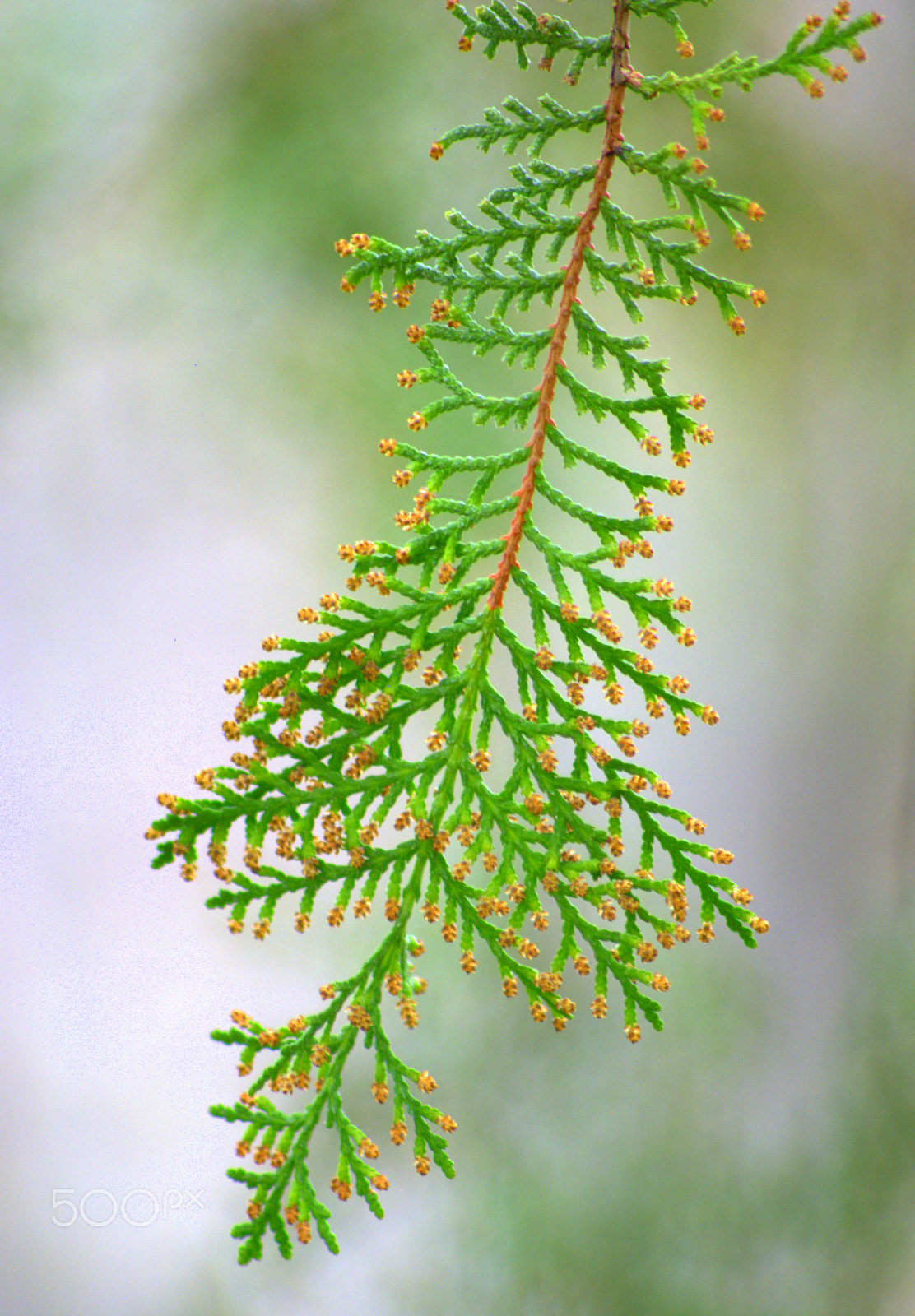 Nikon D3000 sample photo. Conifer foliage photography