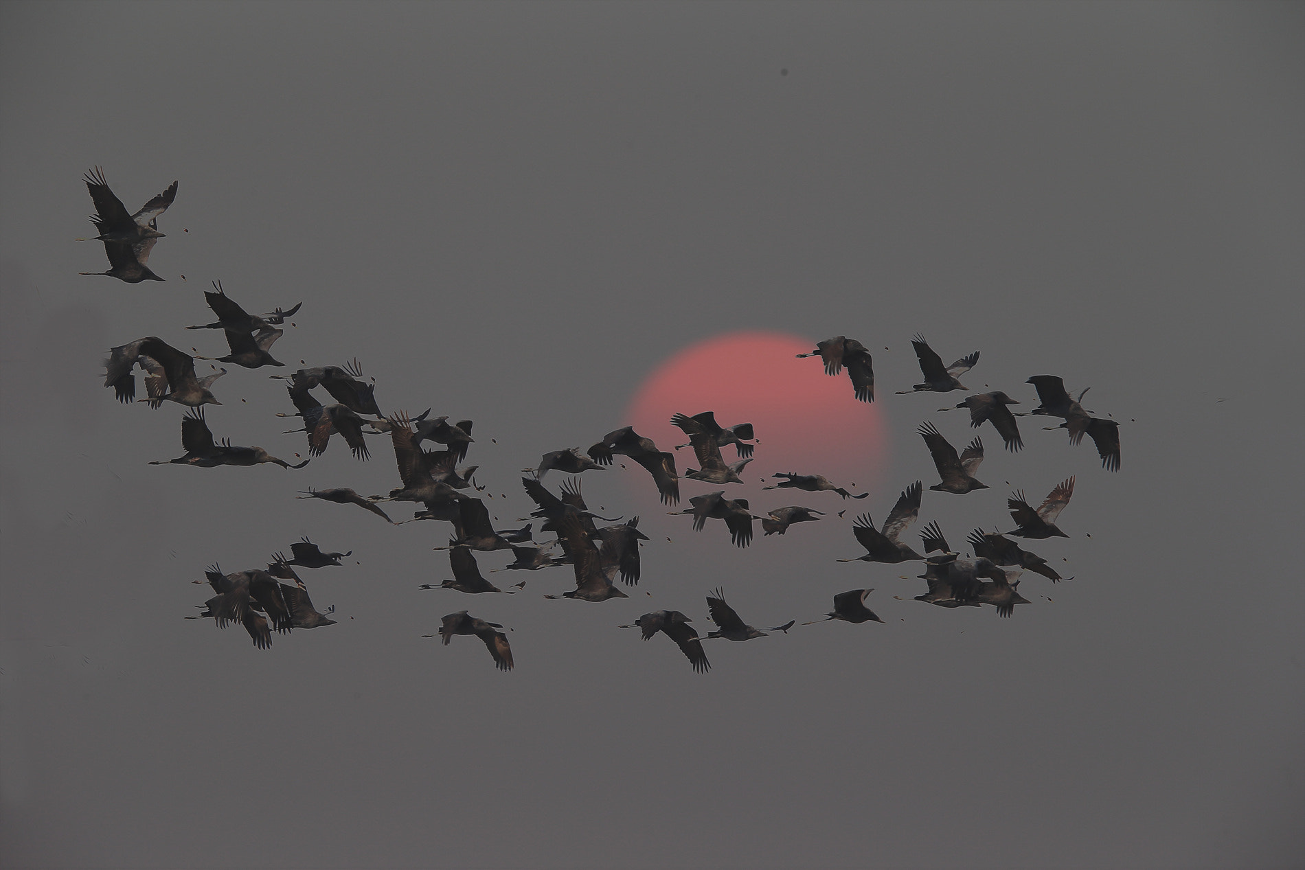 Canon EOS-1D X + Canon EF 400mm F2.8L IS II USM sample photo. Hooed crane photography