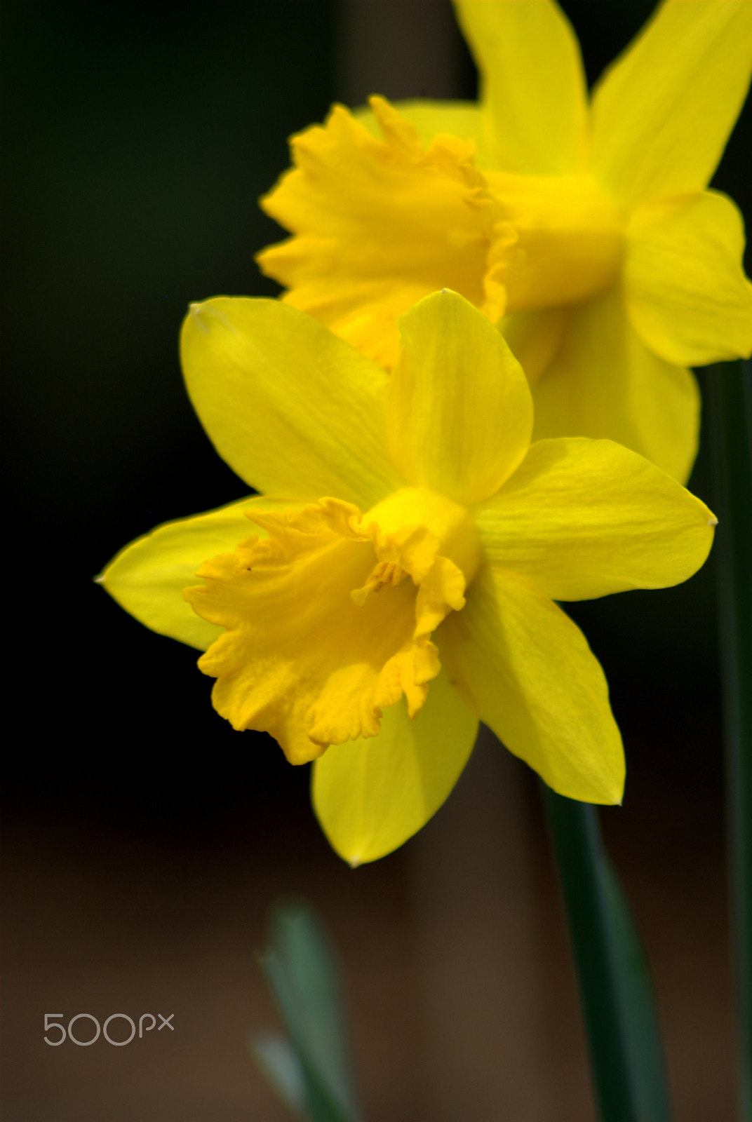 Sigma 70-300mm F4-5.6 APO DG Macro sample photo. Yellow daffodil flower photography