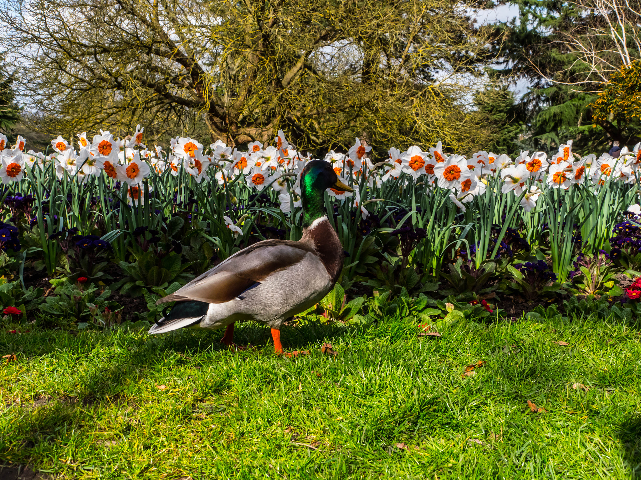 Panasonic Lumix DMC-GX8 sample photo. The duck and the daffodil photography