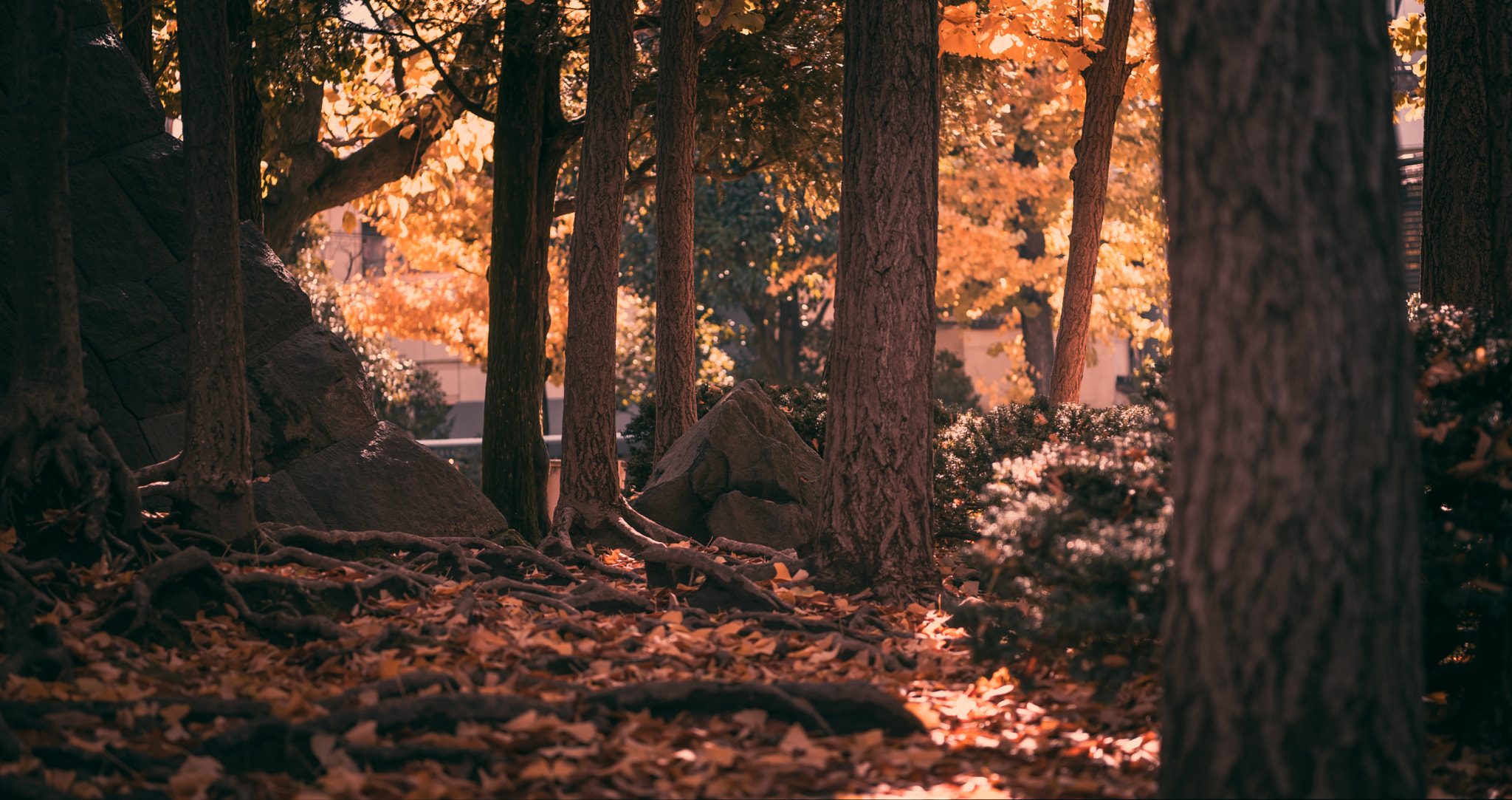 Nikon AF-S Nikkor 24-70mm F2.8E ED VR sample photo. Sun light in the woods near senso-ji tokyo photography