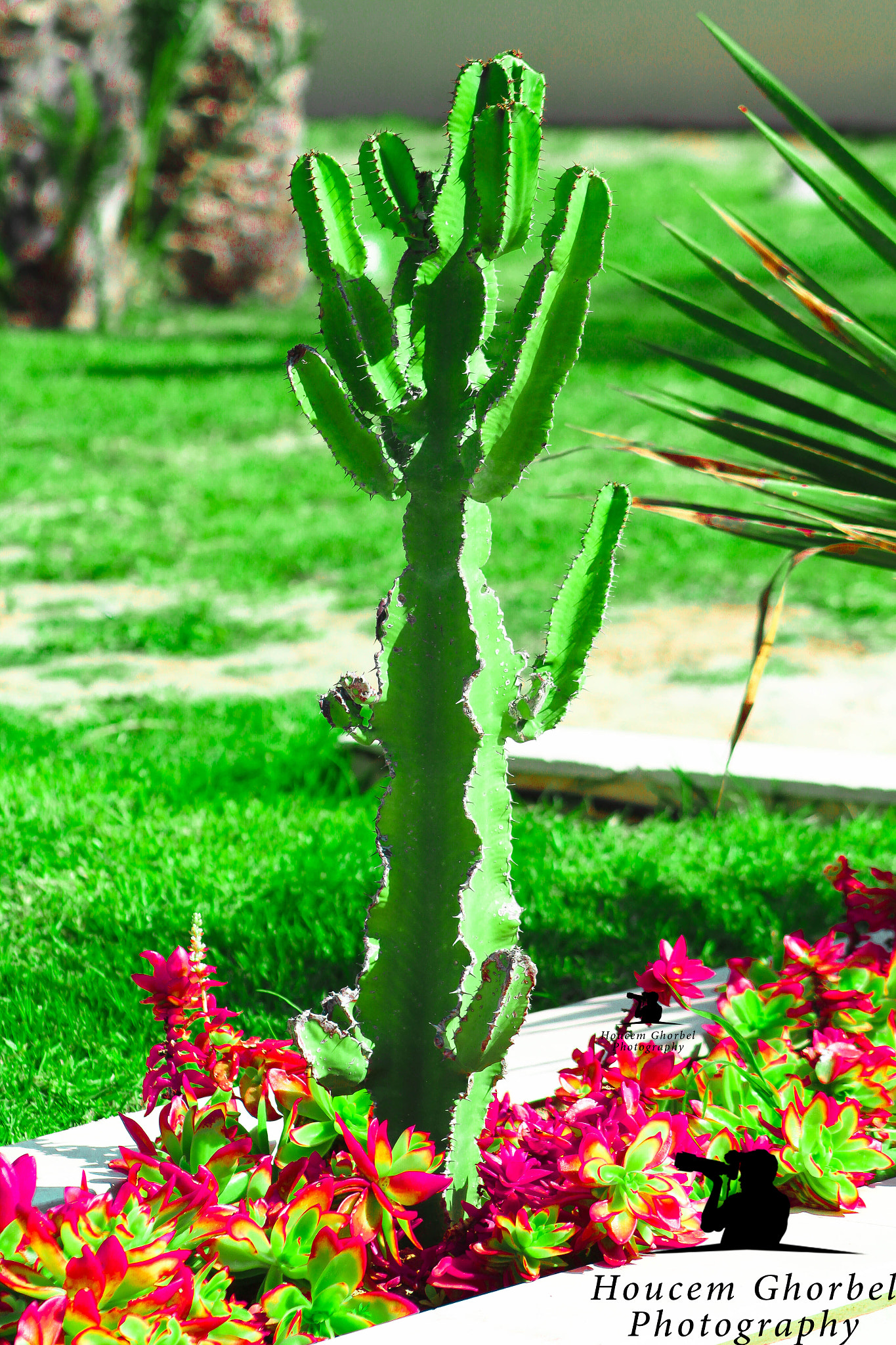 Canon EF 75-300mm f/4-5.6 USM sample photo. Img photography