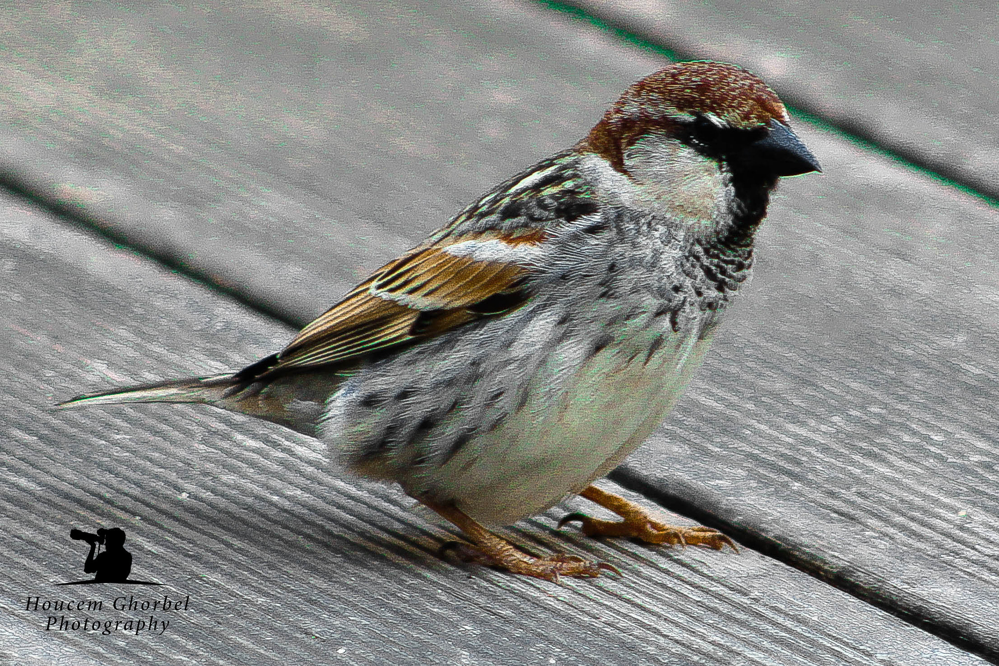 Canon EF 75-300mm f/4-5.6 USM sample photo. Img photography