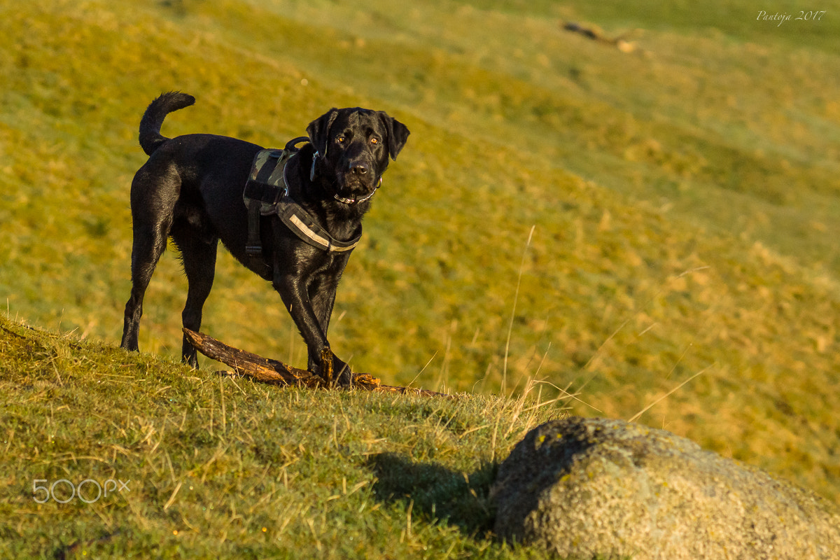 Sony Sonnar T* 135mm F1.8 ZA sample photo. Wanna play? photography
