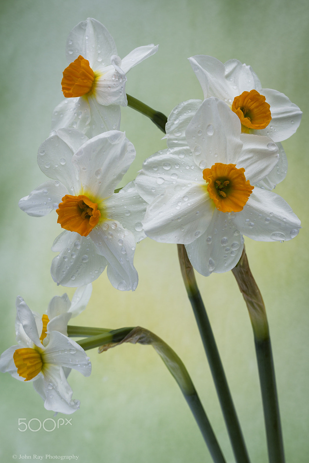 Sony SLT-A65 (SLT-A65V) sample photo. Geranium narcissus photography