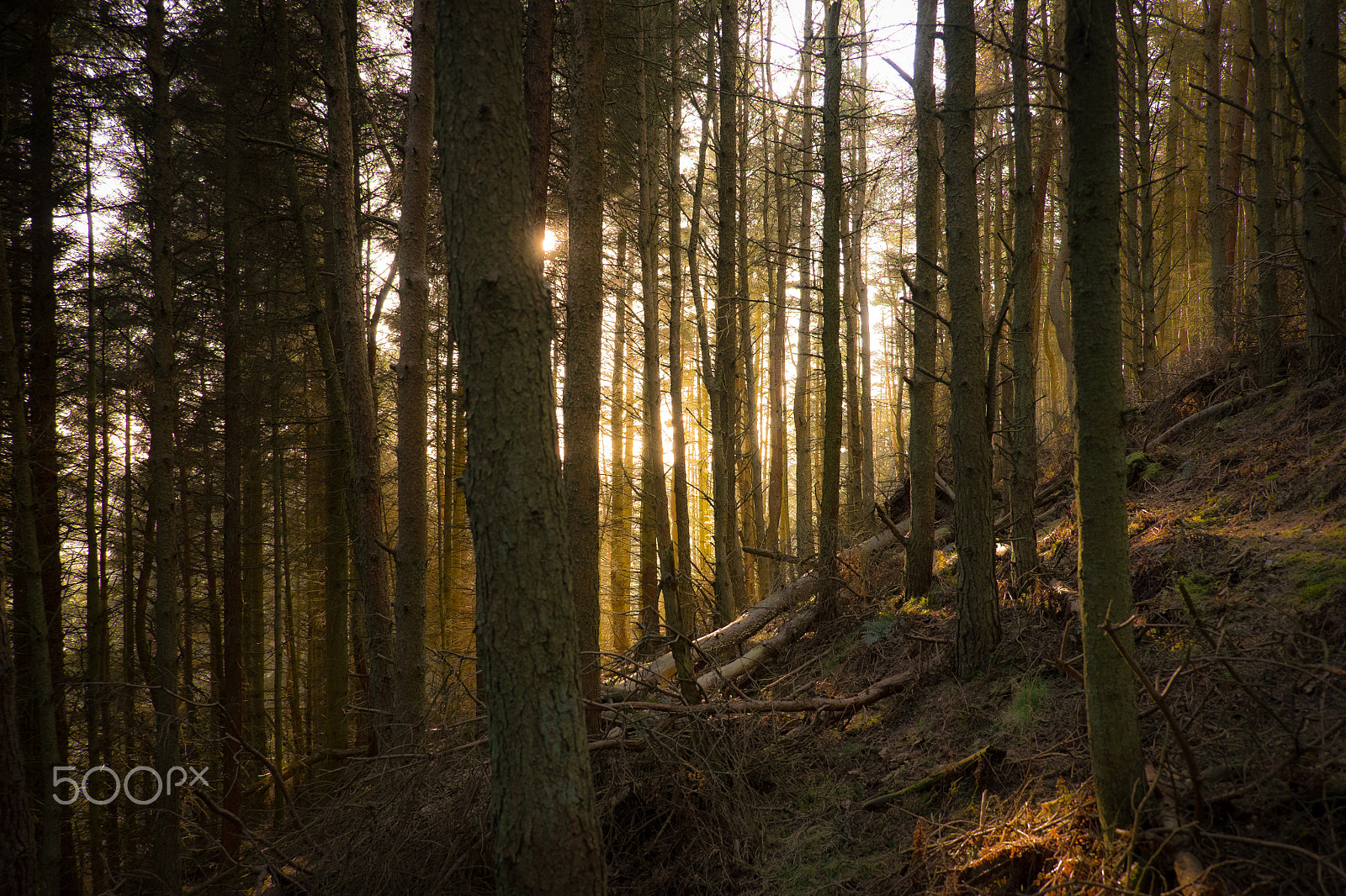 Fujifilm X-E2 + Fujifilm XF 18-55mm F2.8-4 R LM OIS sample photo. Woodland light photography
