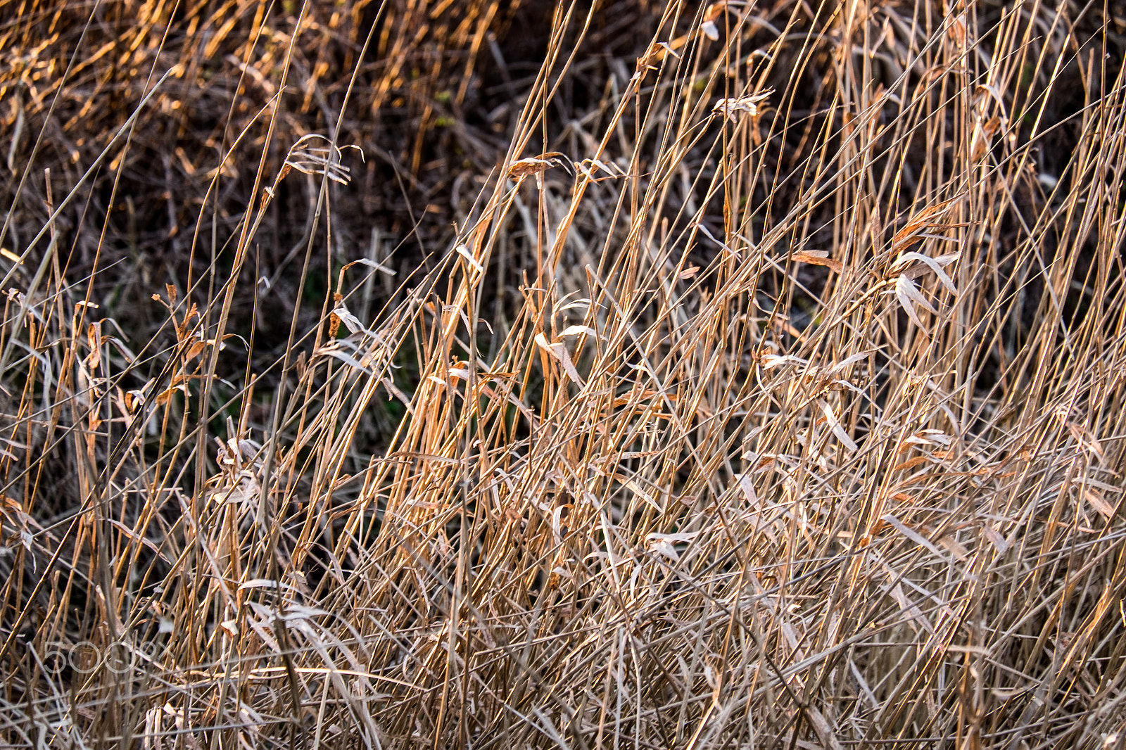 Fujifilm X-E2 + Fujifilm XC 50-230mm F4.5-6.7 OIS sample photo. Loch leven grass photography