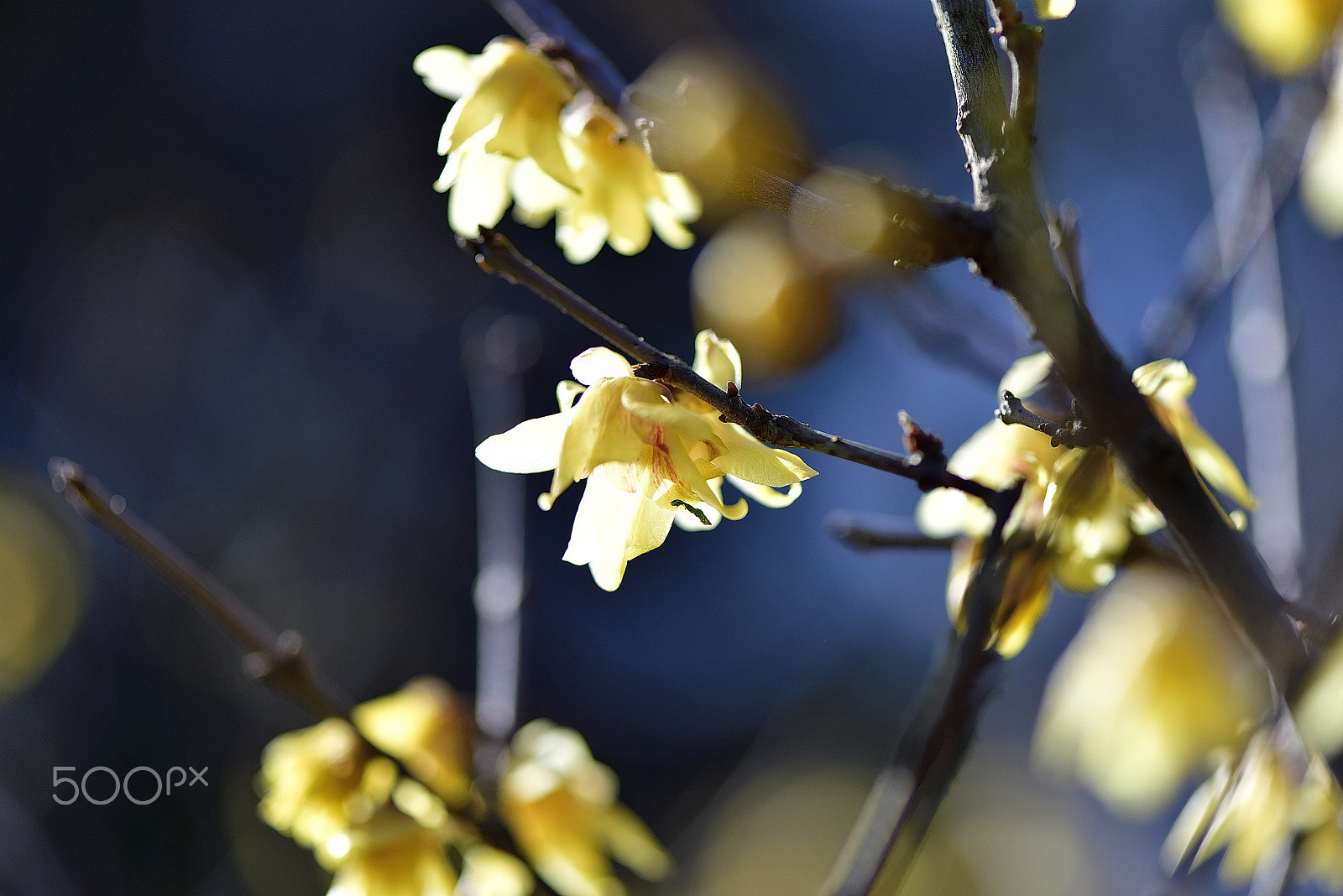 Nikon AF-S Micro-Nikkor 105mm F2.8G IF-ED VR sample photo. Yellow plum is a winter sky photography