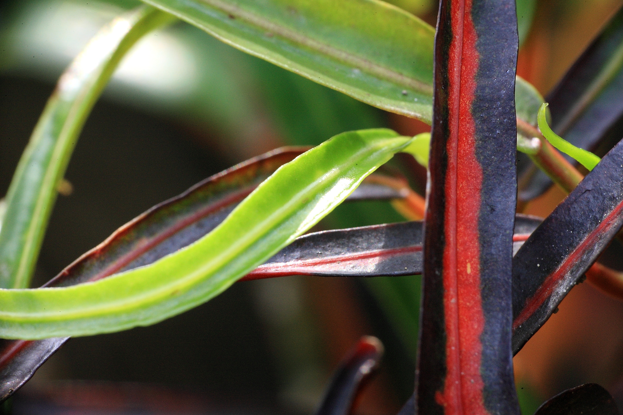 Canon EOS-1Ds Mark III sample photo. Leaves photography
