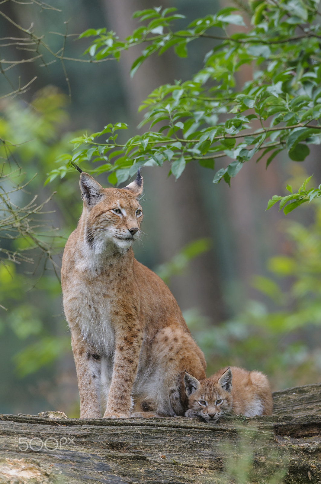 Nikon D300 sample photo. Eurasischer luchs ,lynx lynx, eurasian lynx photography