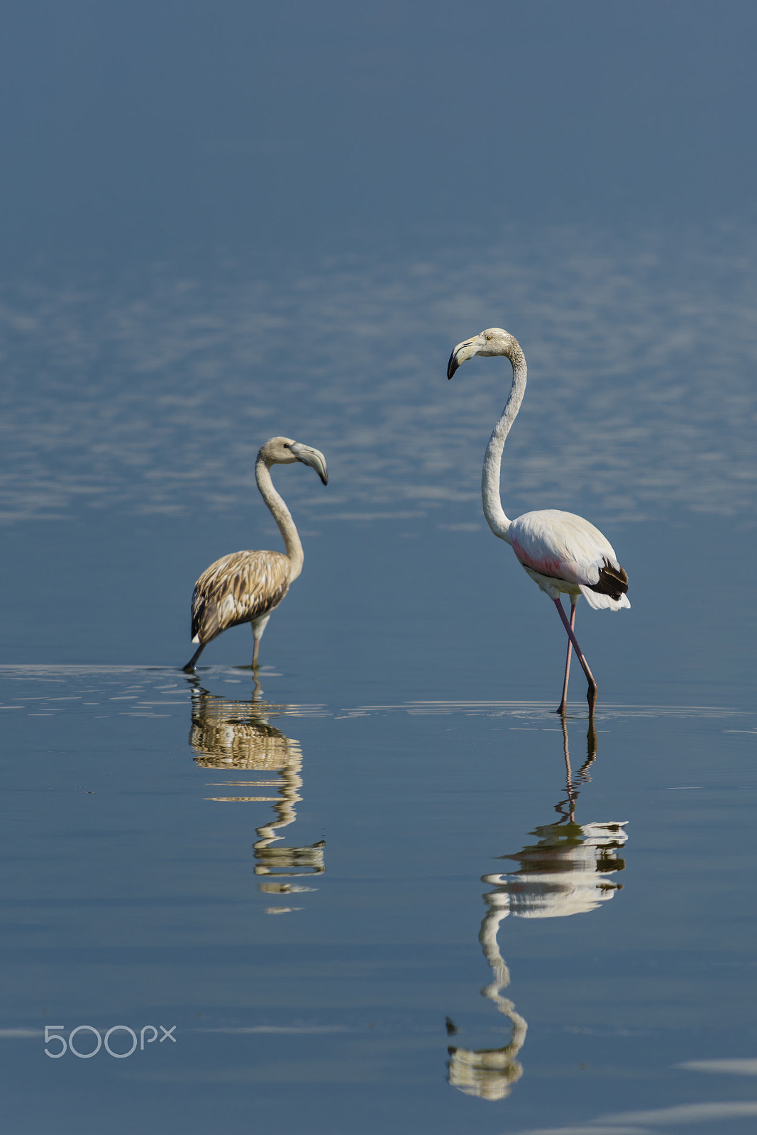 Nikon D810 sample photo. Rosaflamingo, phoenicopterus roseus, greater flamingo kerkini la photography