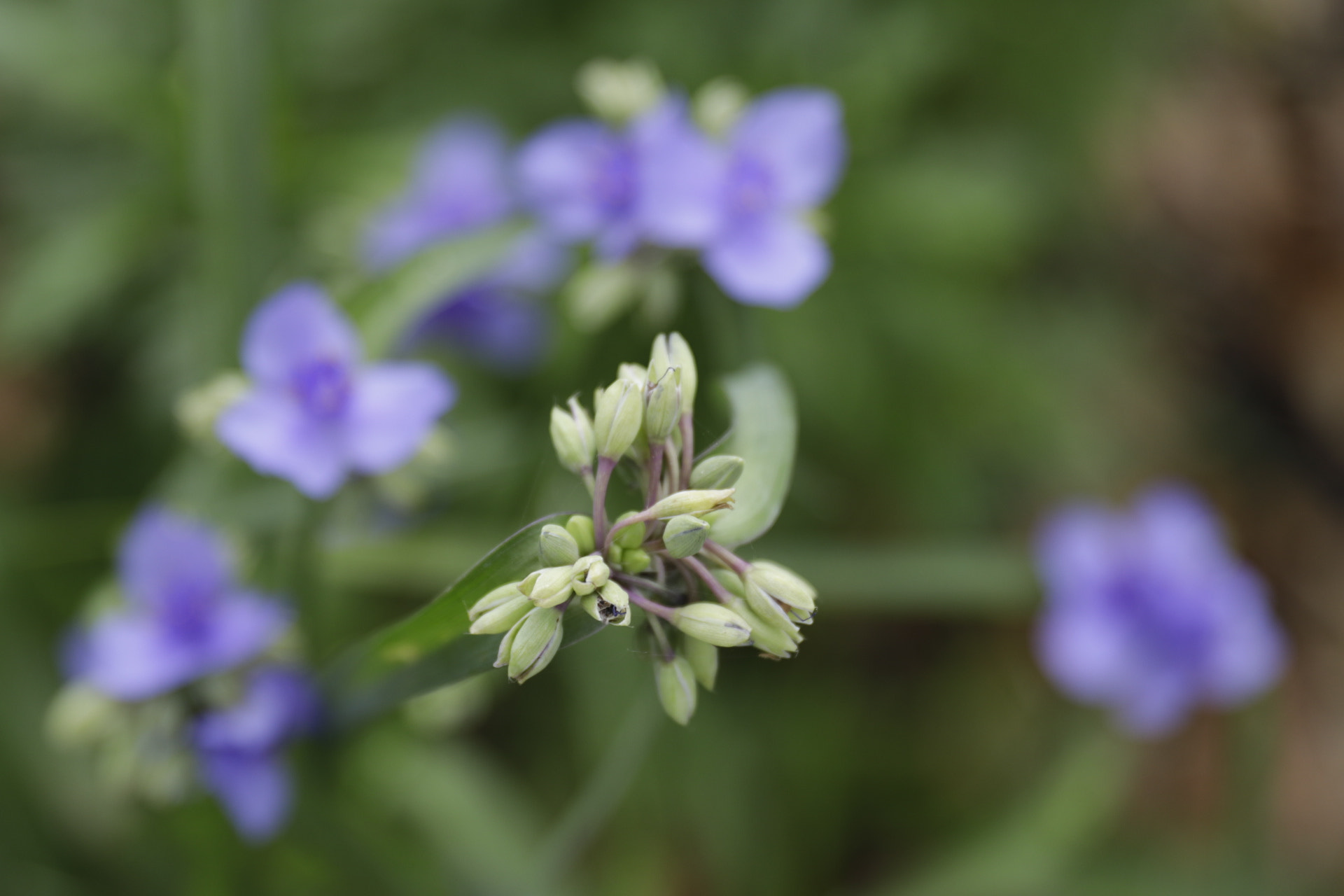 Canon EF 24-70mm F2.8L II USM sample photo