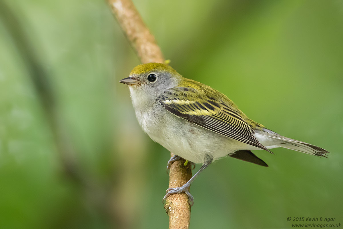 Canon EF 500mm F4L IS USM sample photo. Chestnut-sided warbler photography