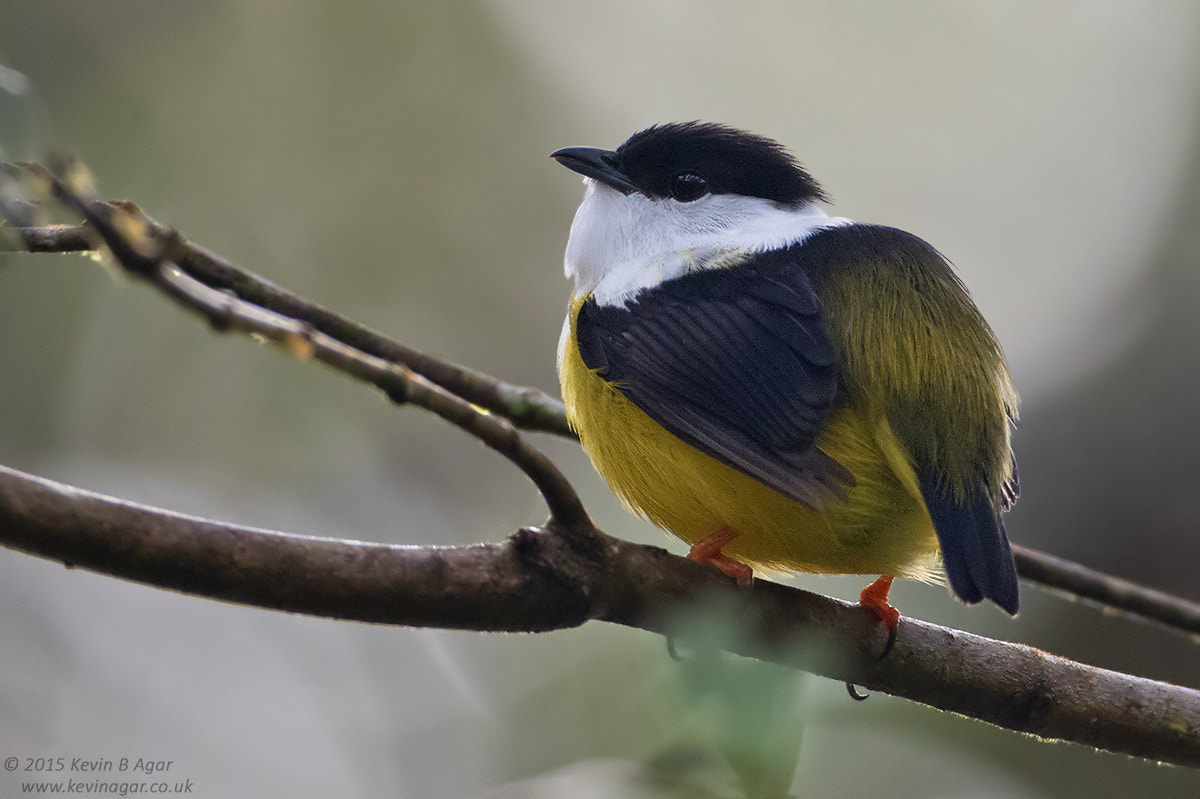 Canon EOS 7D Mark II + Canon EF 500mm F4L IS USM sample photo. White-collared manakin photography