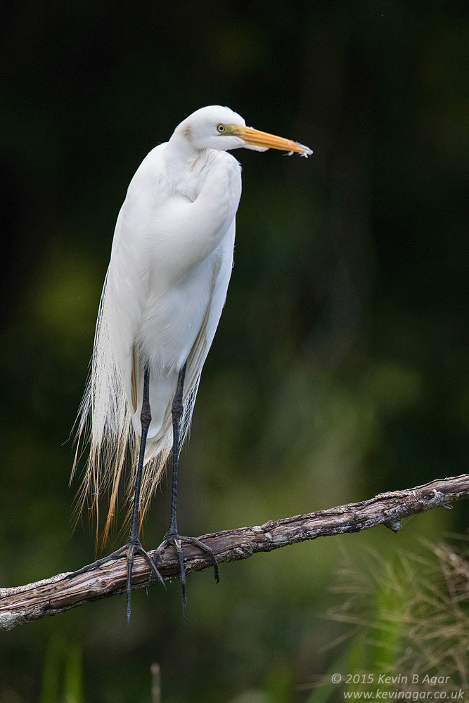 Canon EF 500mm F4L IS USM sample photo. Great egret photography