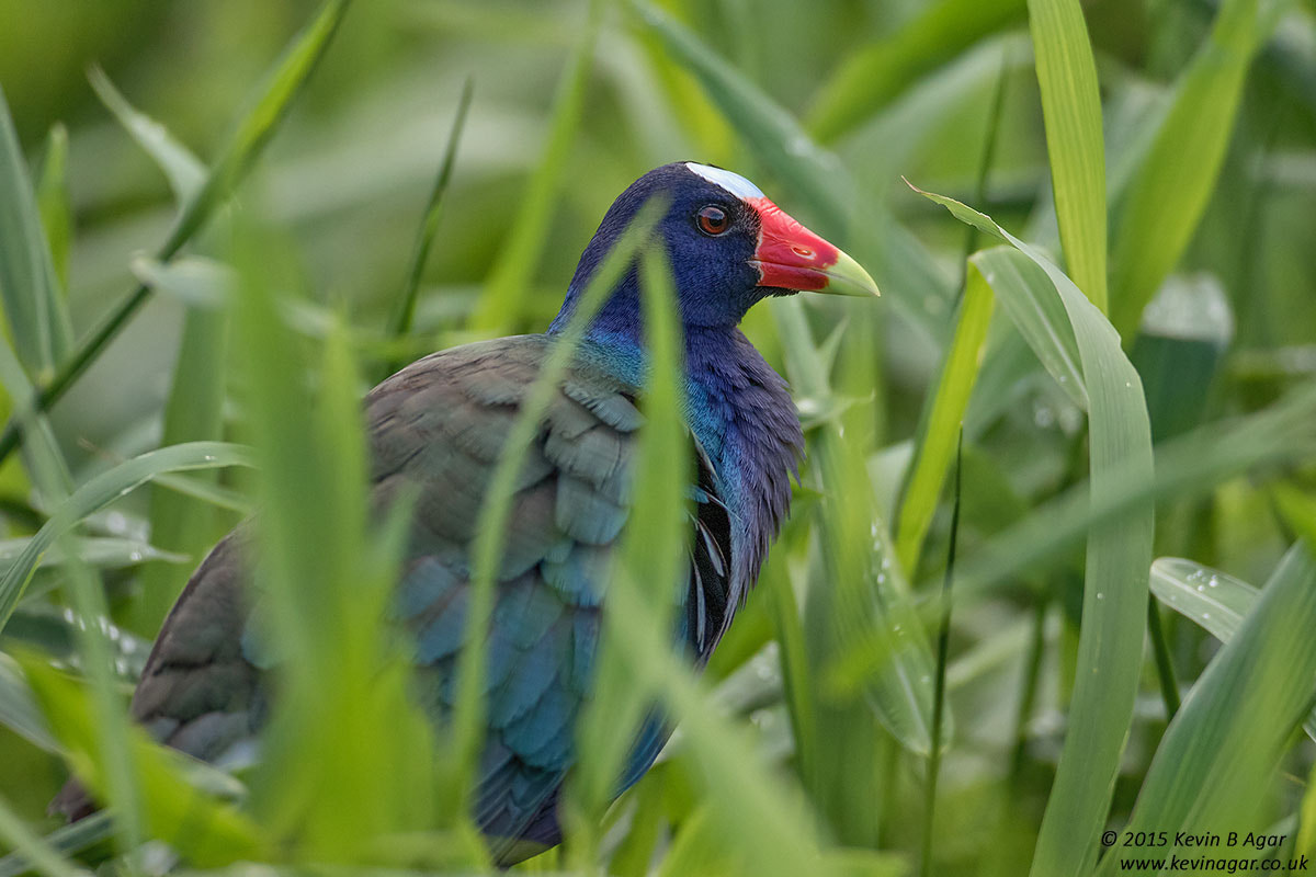 Canon EF 500mm F4L IS USM sample photo. Purple gallinule photography