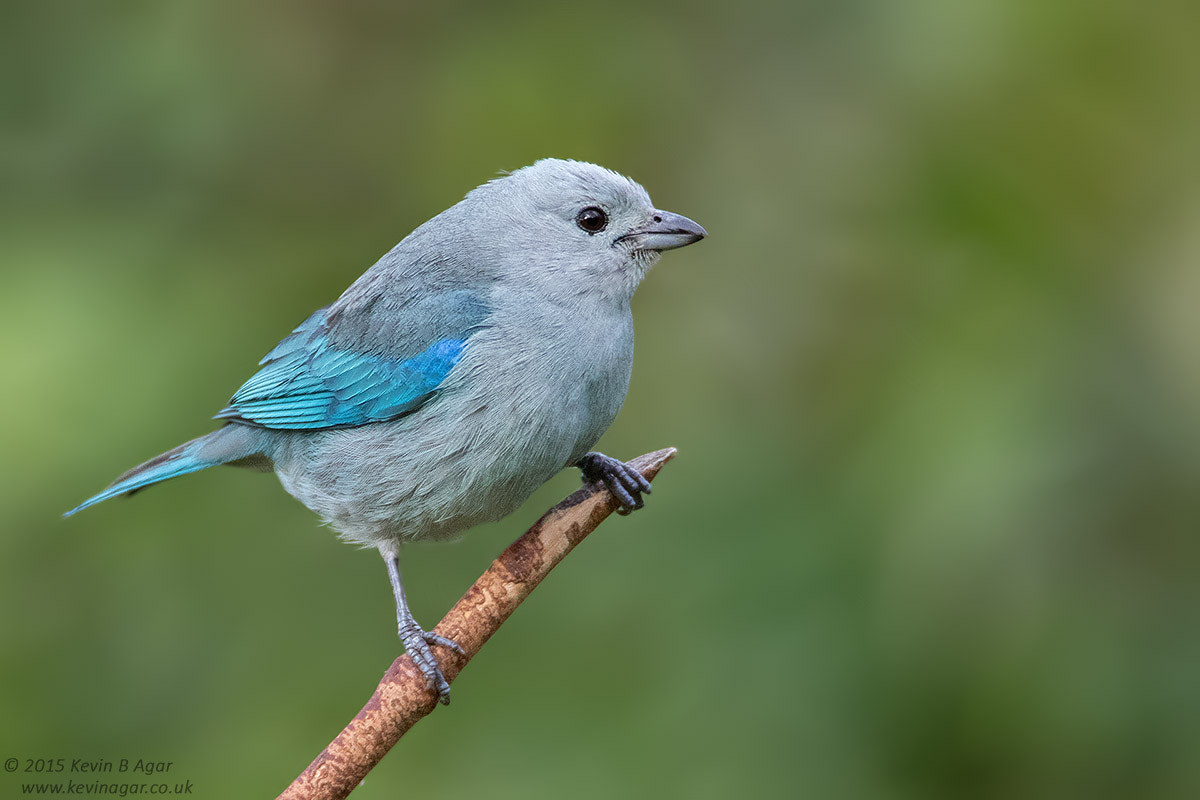Canon EOS 7D Mark II + Canon EF 500mm F4L IS USM sample photo. Blue-gray tanager photography