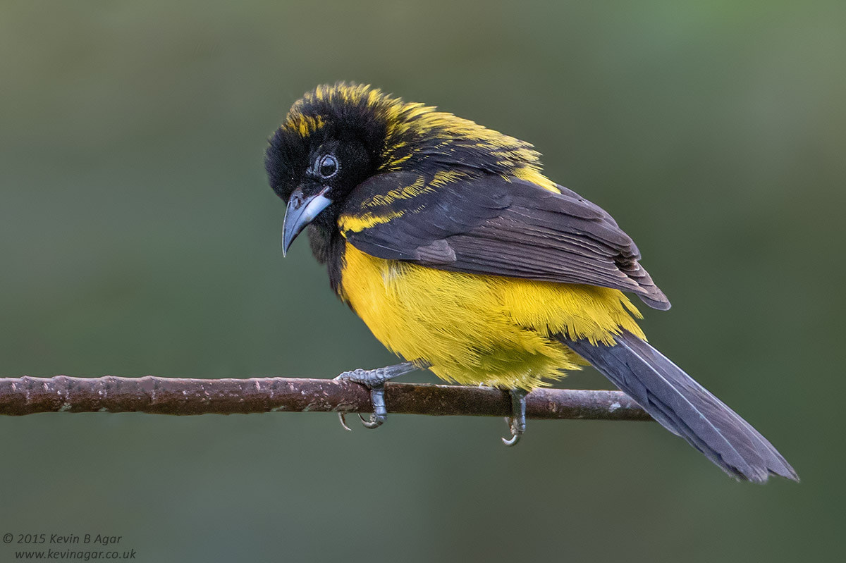 Canon EOS 7D Mark II sample photo. Black-cowled oriole photography