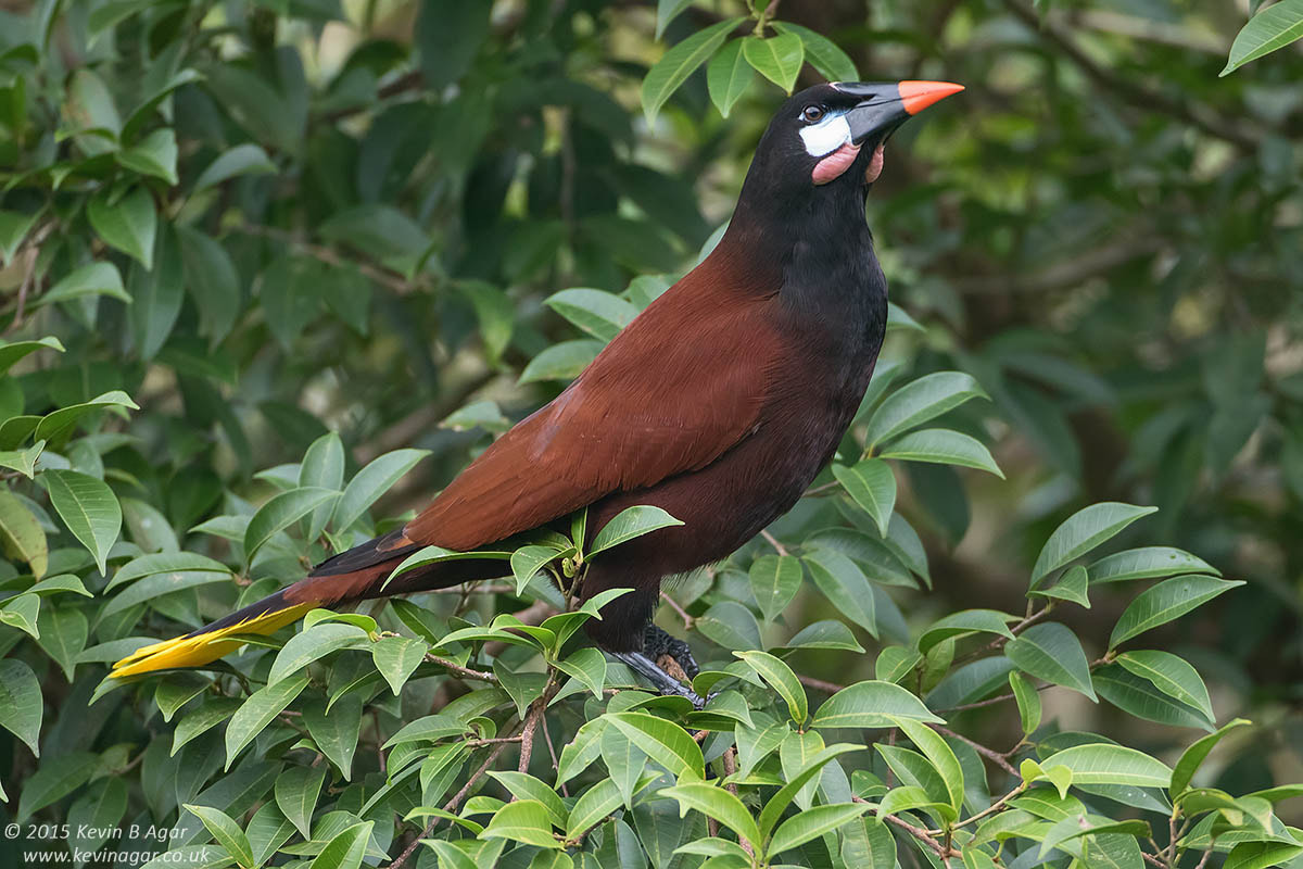 Canon EOS 7D Mark II sample photo. Montezuma oropendola photography