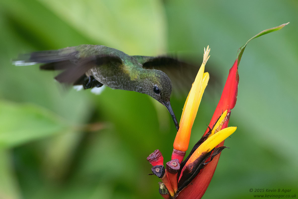 Canon EF 500mm F4L IS USM sample photo. Scaly-breasted hummingbird photography