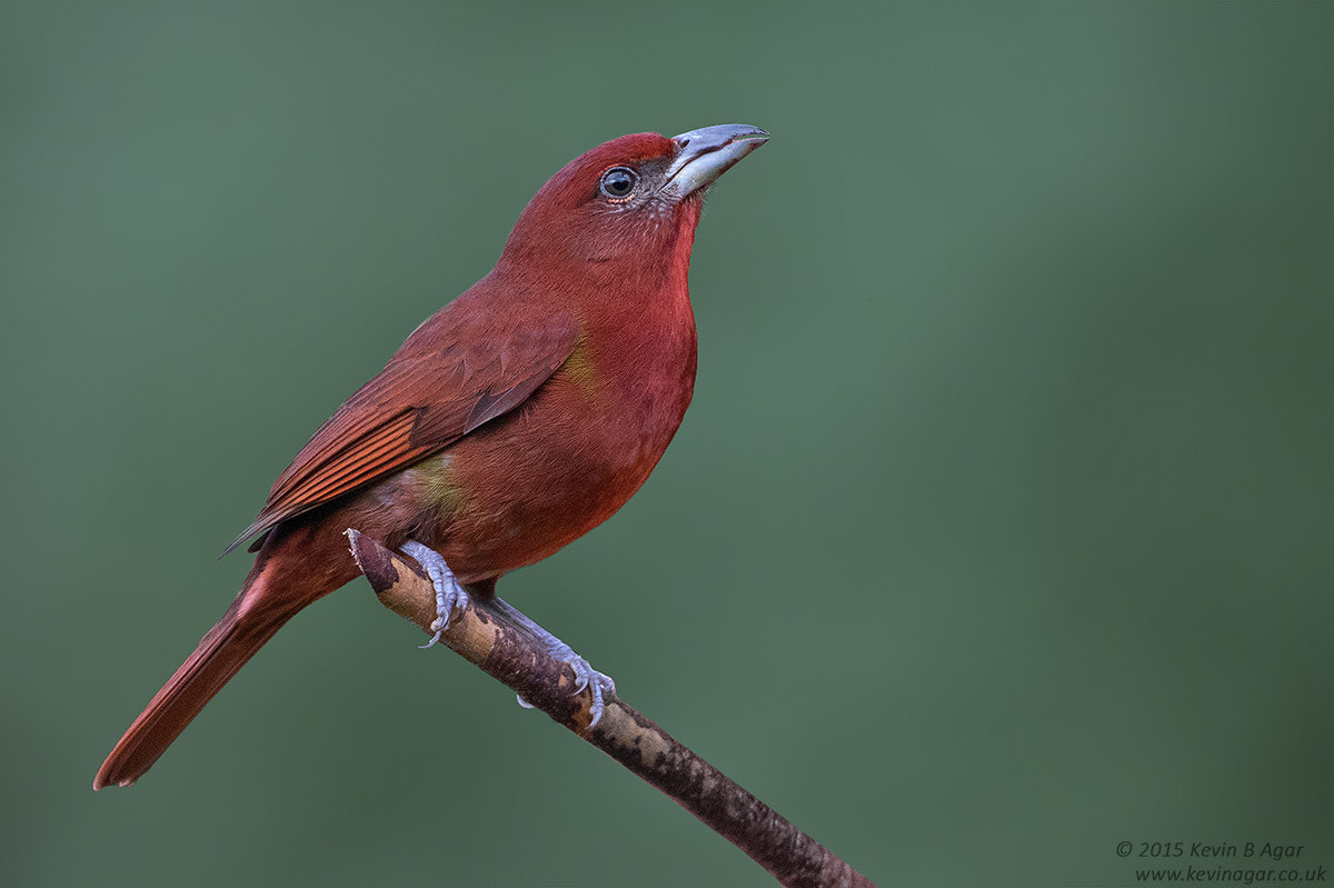 Canon EOS 7D Mark II + Canon EF 500mm F4L IS USM sample photo. Hepatic tanager photography