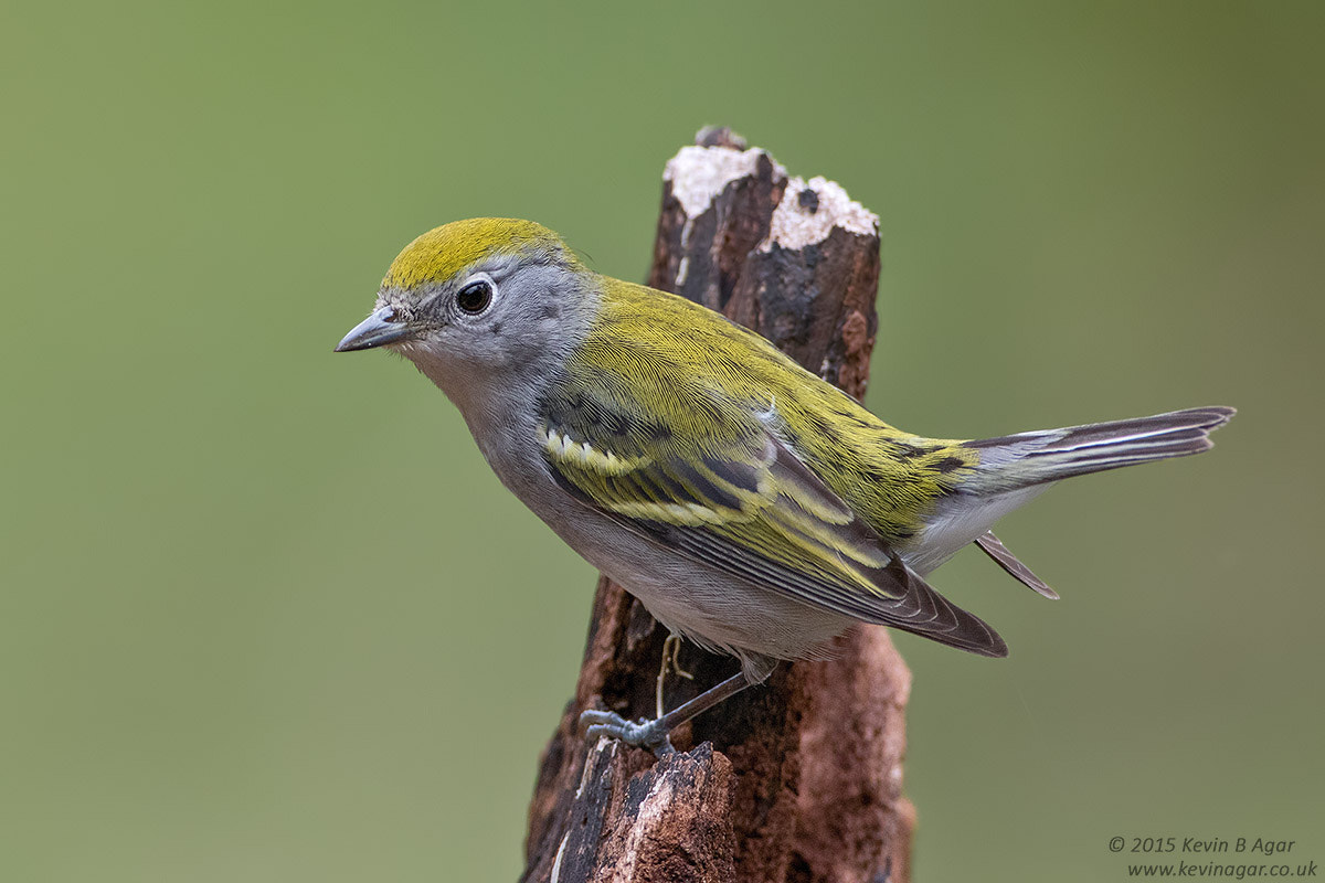 Canon EF 500mm F4L IS USM sample photo. Chestnut-sided warbler photography