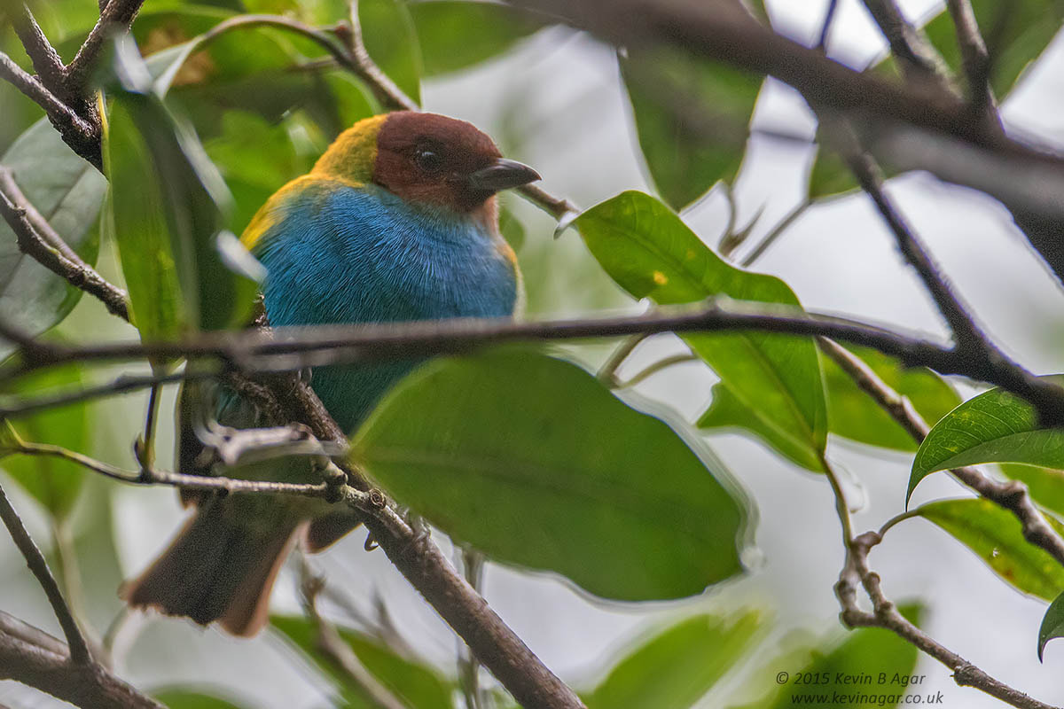 Canon EF 500mm F4L IS USM sample photo. Bay-headed tanager photography