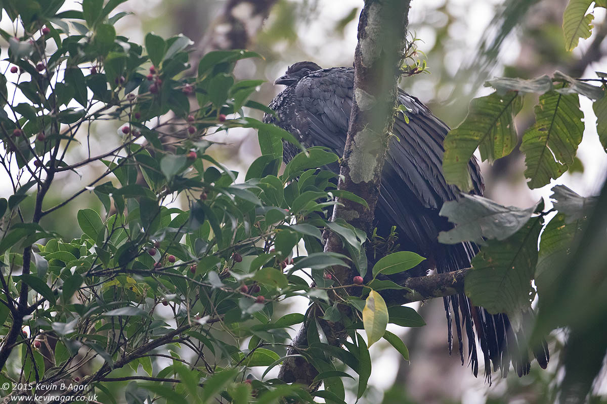Canon EF 500mm F4L IS USM sample photo. Crested guan photography