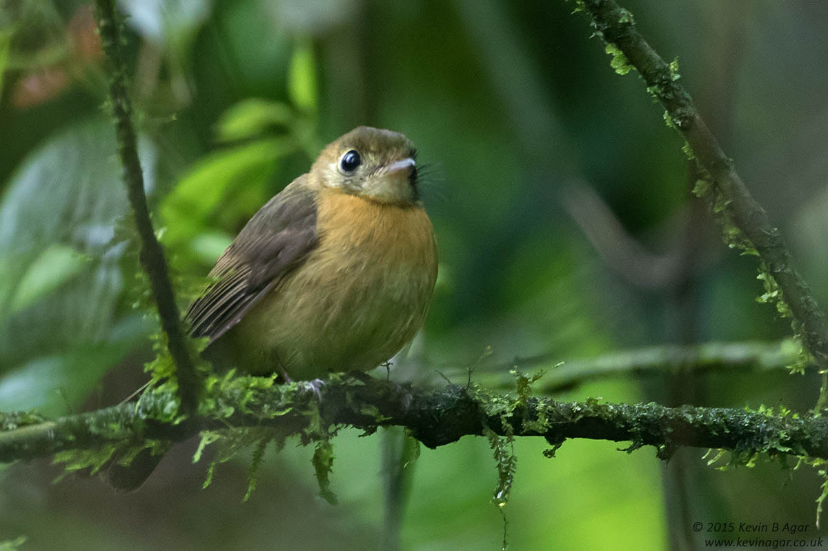 Canon EOS 7D Mark II + Canon EF 500mm F4L IS USM sample photo. Sulphur-rumped flycatcher photography