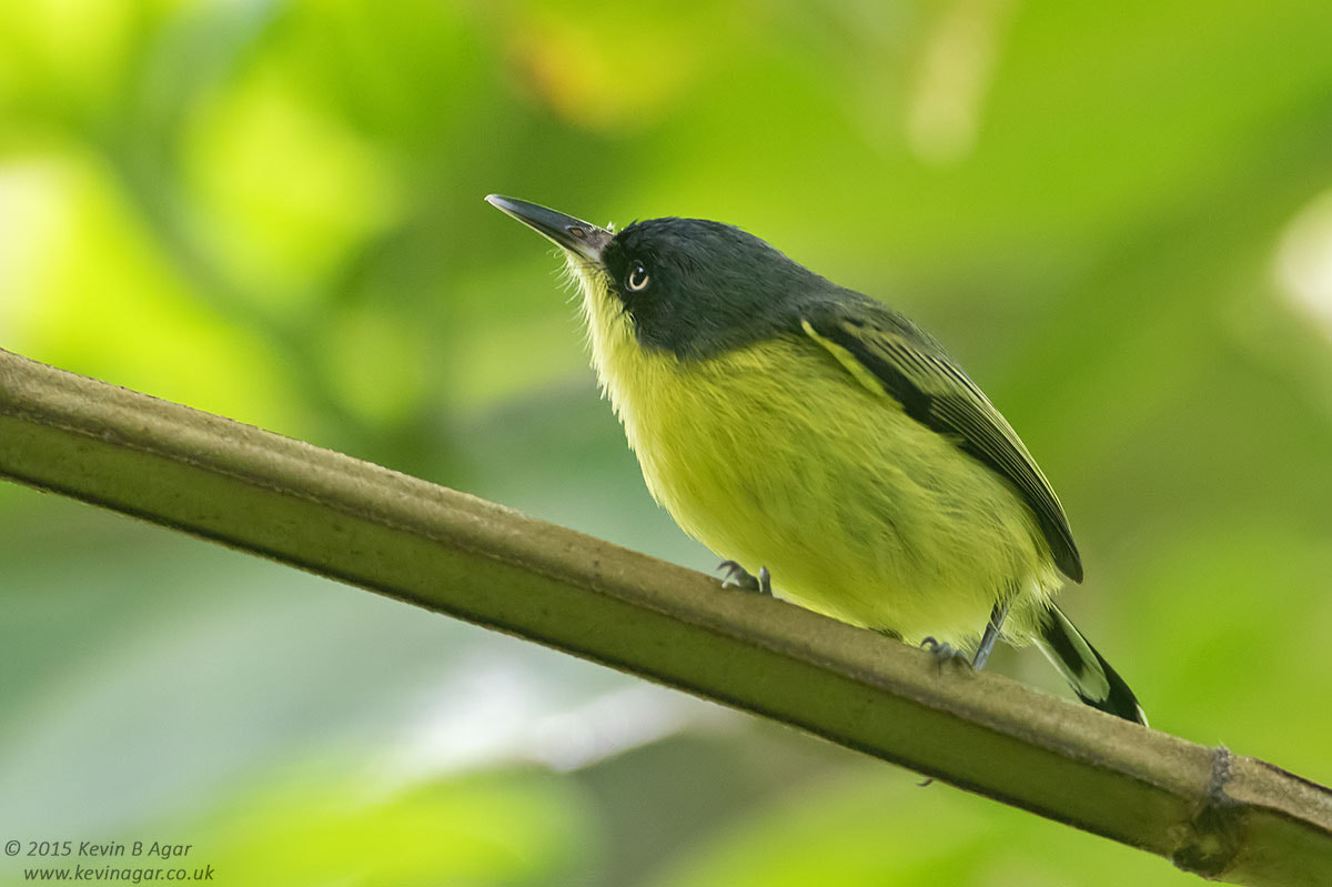 Canon EF 500mm F4L IS USM sample photo. Common tody-flycatcher photography