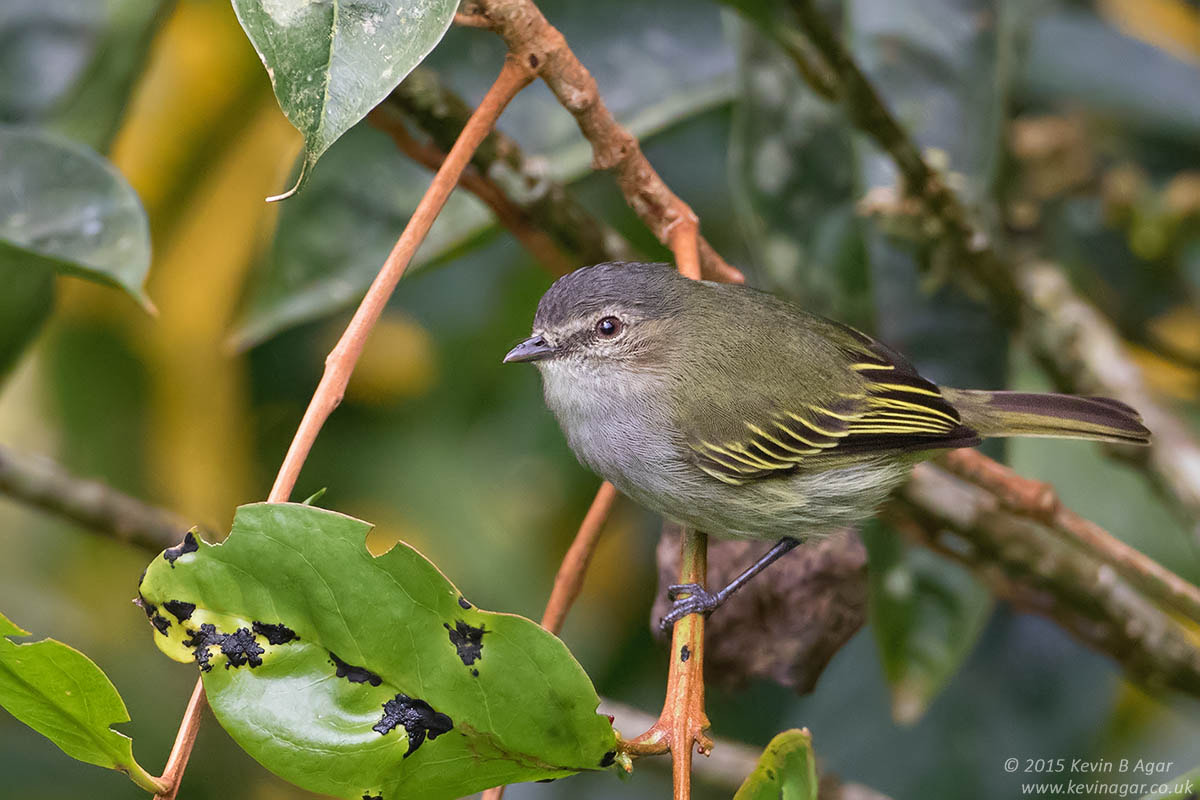 Canon EOS 7D Mark II + Canon EF 500mm F4L IS USM sample photo. Paltry tyrannulet photography