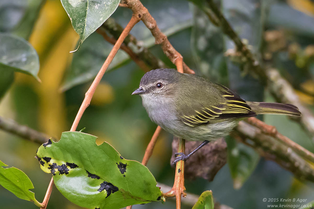 Canon EF 500mm F4L IS USM sample photo. Paltry tyrannulet photography