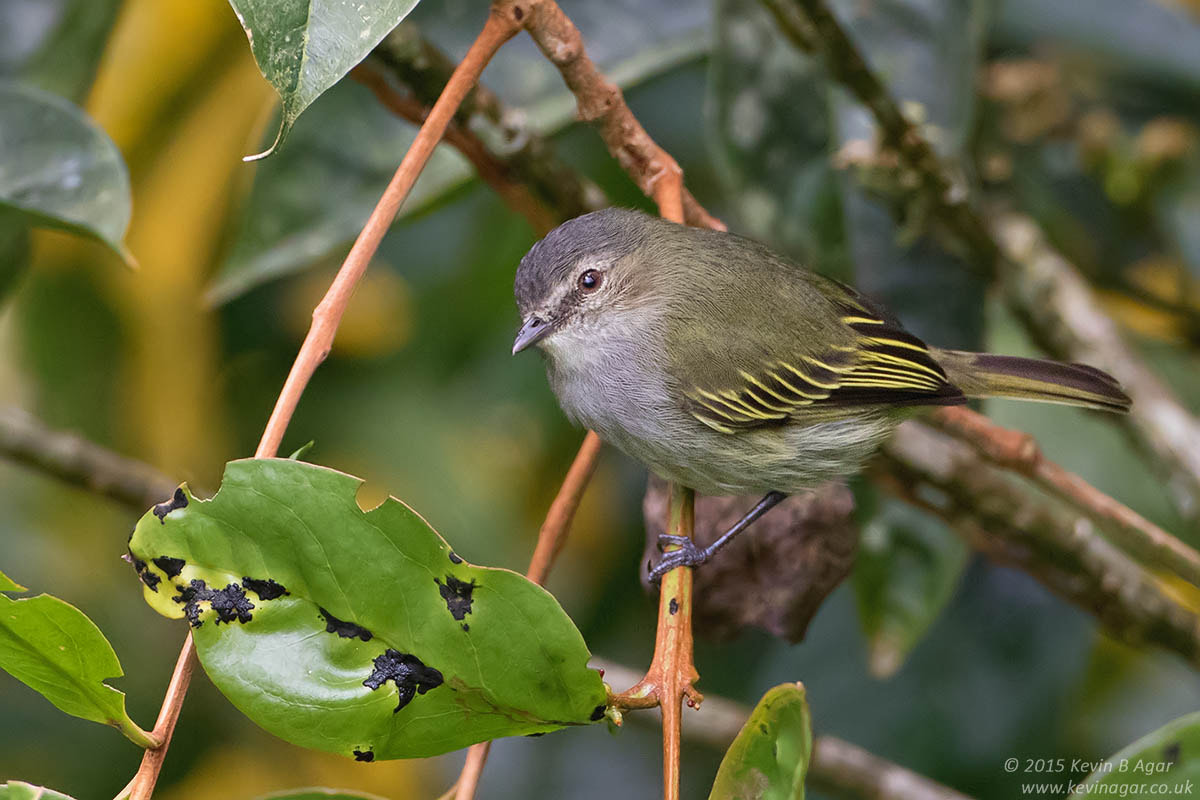Canon EF 500mm F4L IS USM sample photo. Paltry tyrannulet photography
